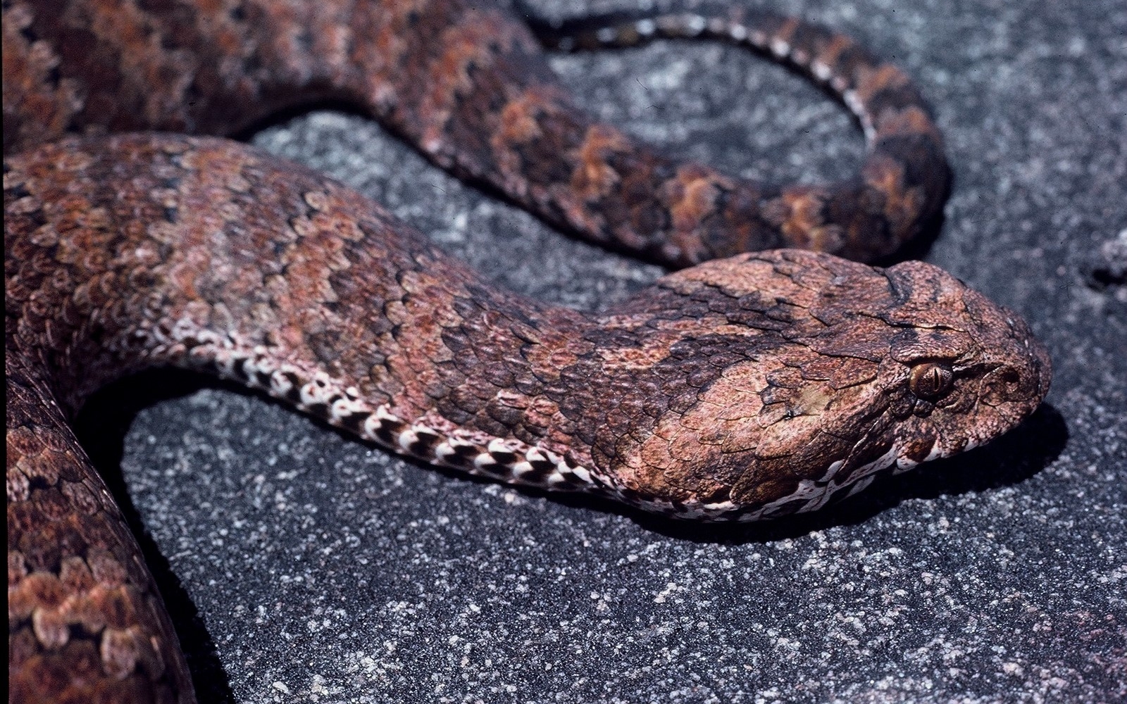 Free download wallpaper Snake, Reptiles, Animal on your PC desktop