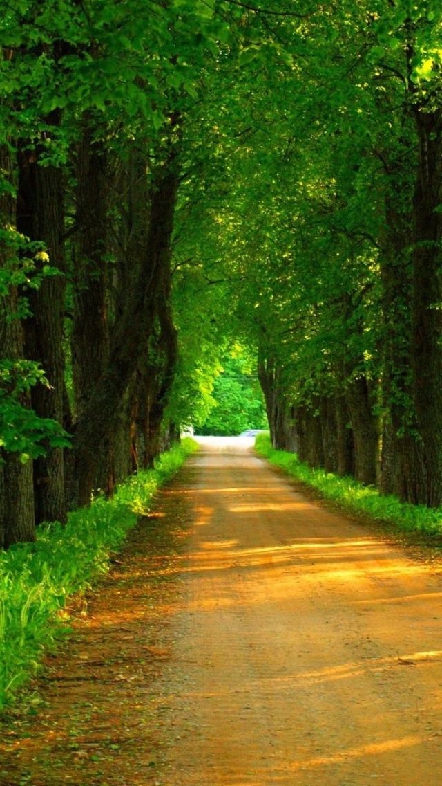 Download mobile wallpaper Road, Tree, Dirt, Man Made, Tree Lined for free.