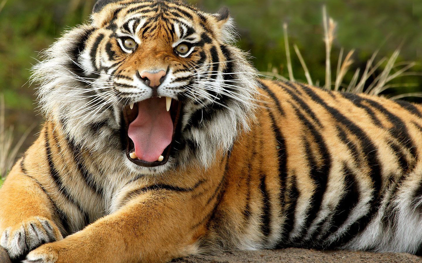 Популярні заставки і фони Суматранський Тигр на комп'ютер