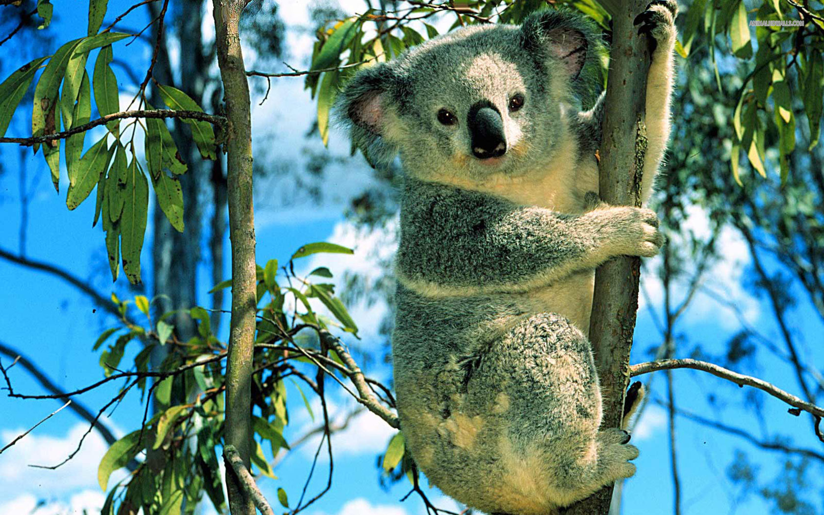 591699 завантажити картинку тварина, коала - шпалери і заставки безкоштовно