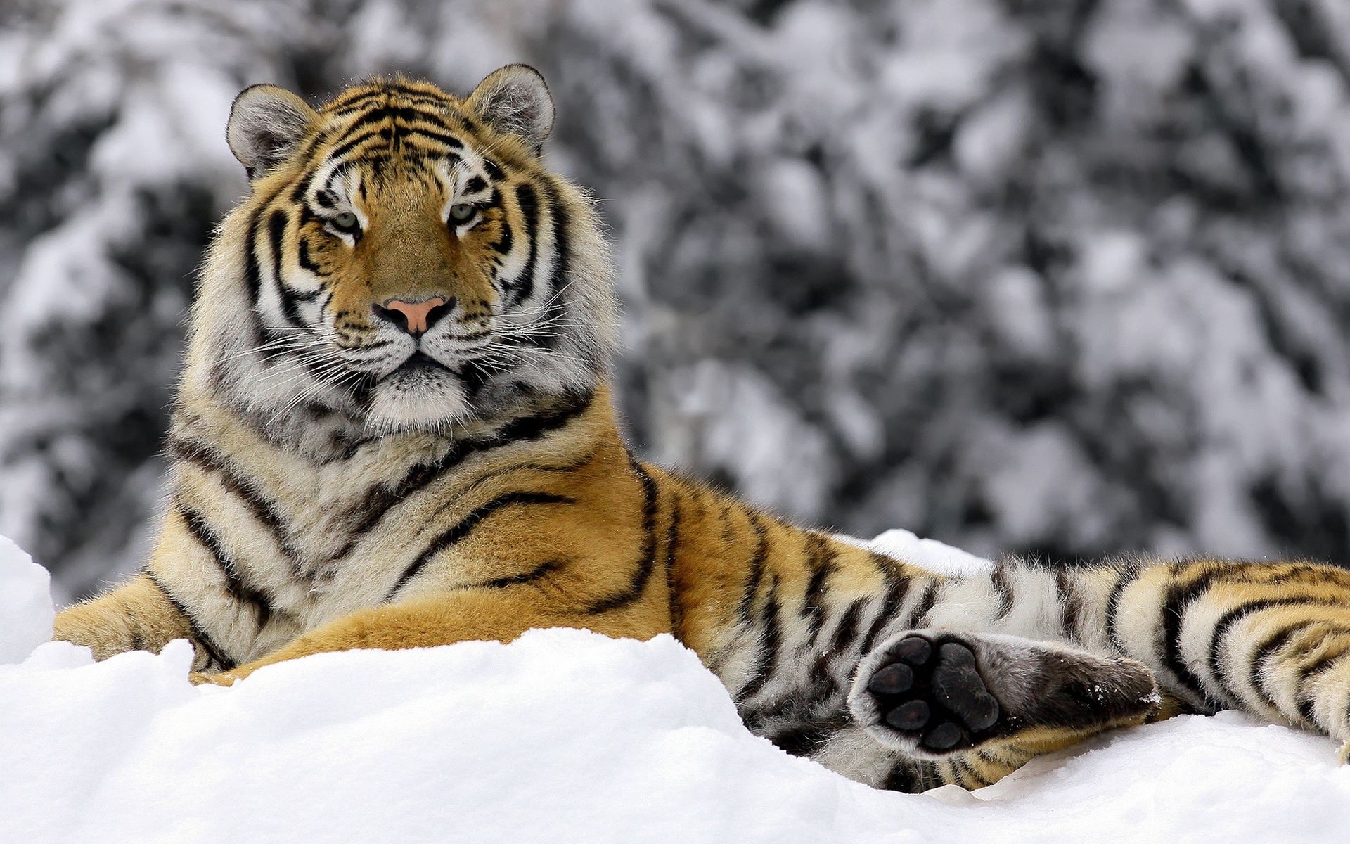 49668 Bild herunterladen tigers, tiere - Hintergrundbilder und Bildschirmschoner kostenlos