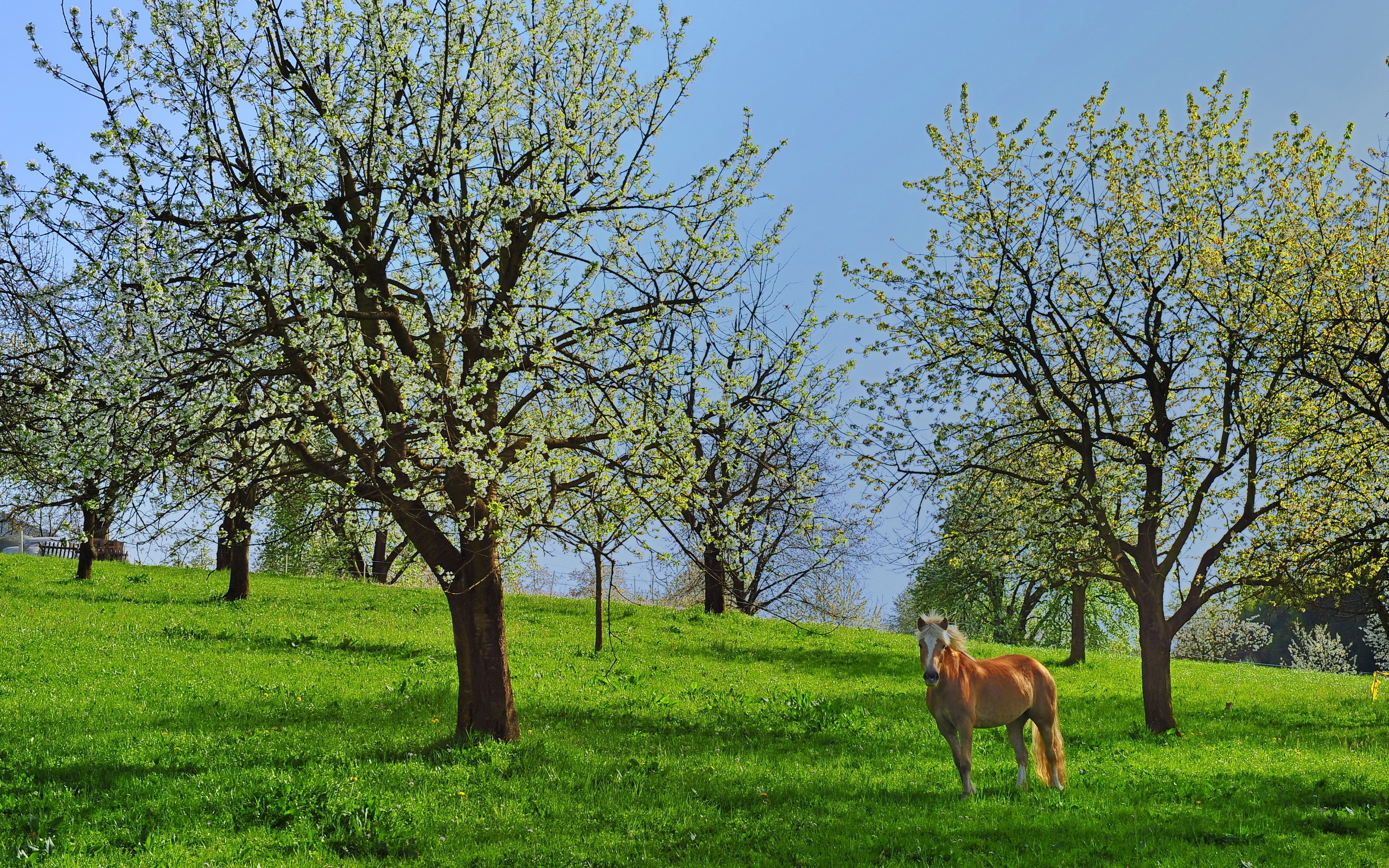 Descarga gratuita de fondo de pantalla para móvil de Animales, Caballo.