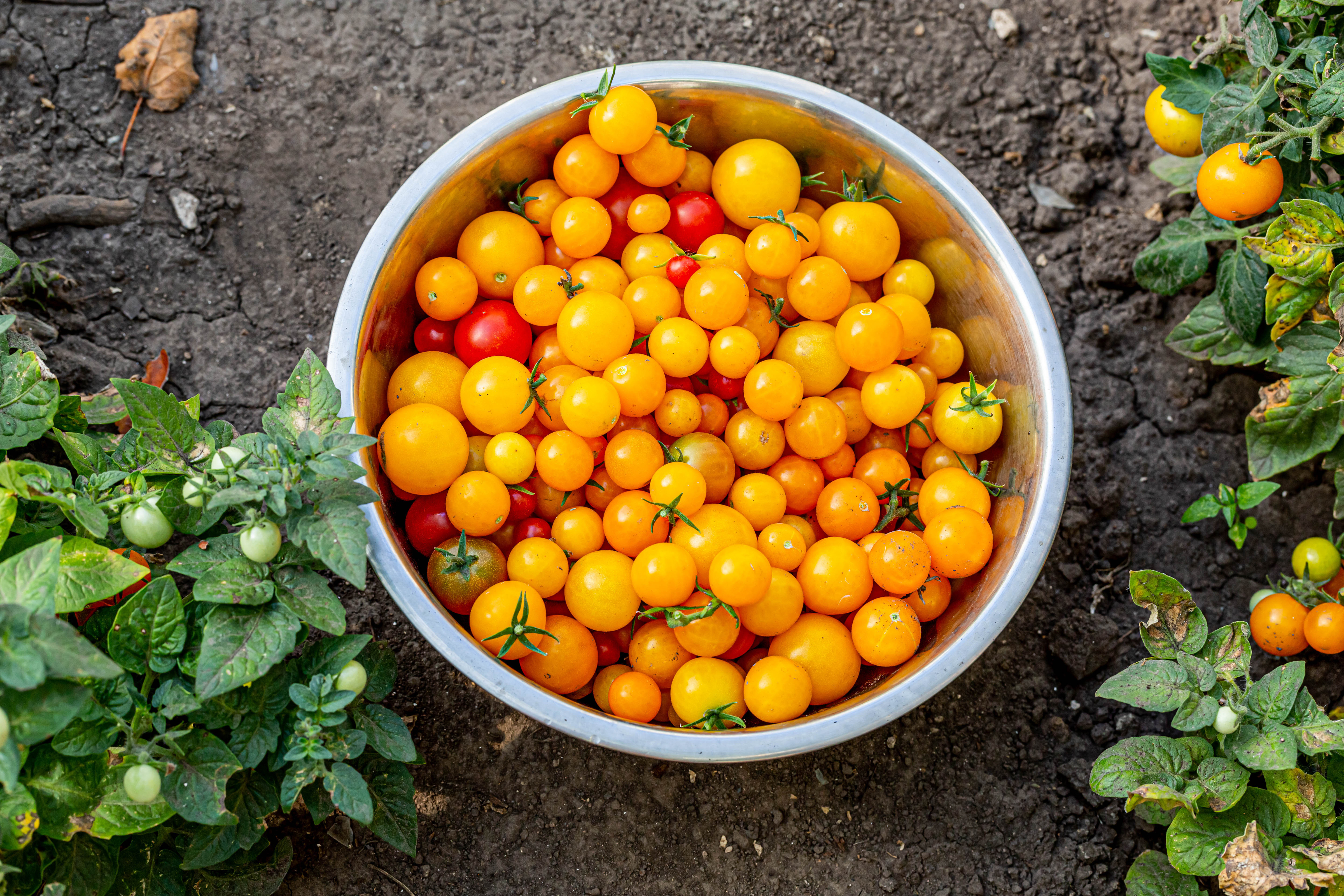 Descarga gratis la imagen Frutas, Tomate, Alimento en el escritorio de tu PC