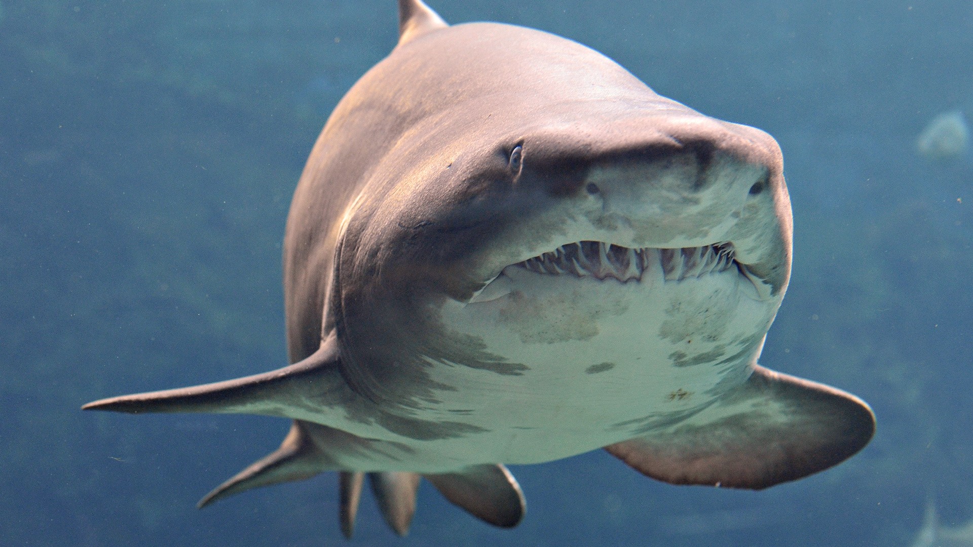 Download mobile wallpaper Sharks, Shark, Animal for free.