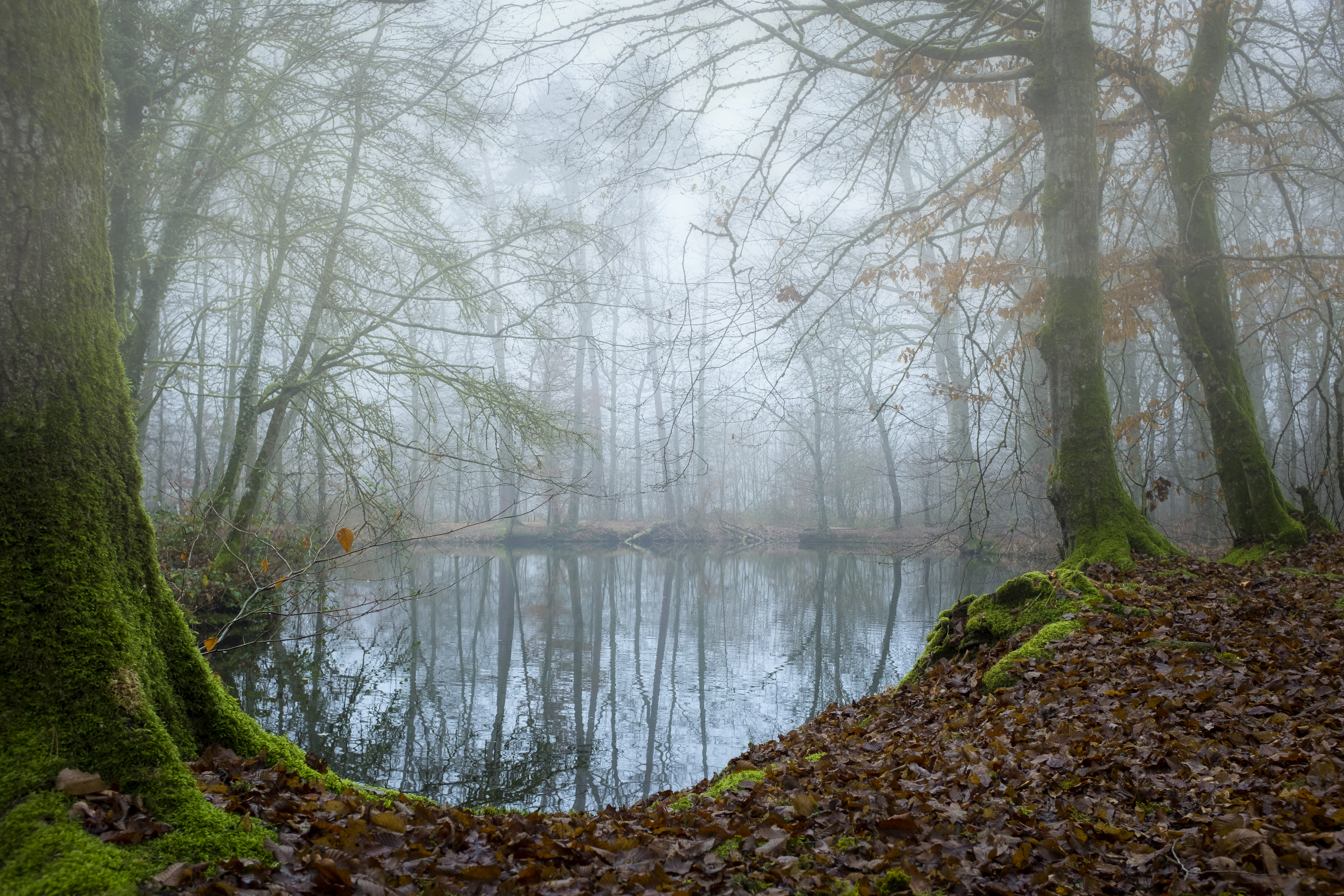 Free download wallpaper Nature, Lakes, Lake, Forest, Tree, Fog, Fall, Earth on your PC desktop