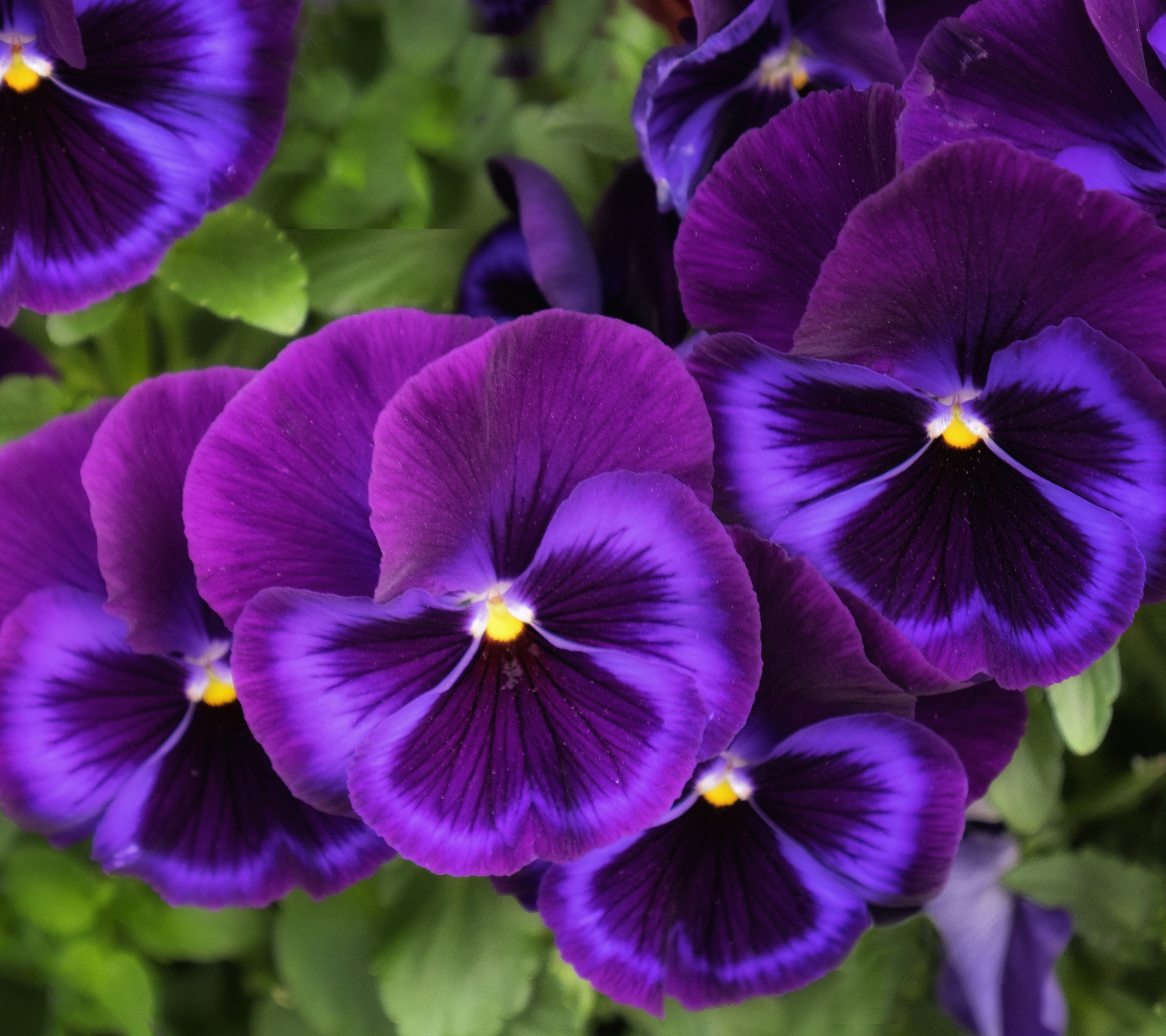 PCデスクトップにフラワーズ, パンジー, 花, 地球, 紫色の花画像を無料でダウンロード