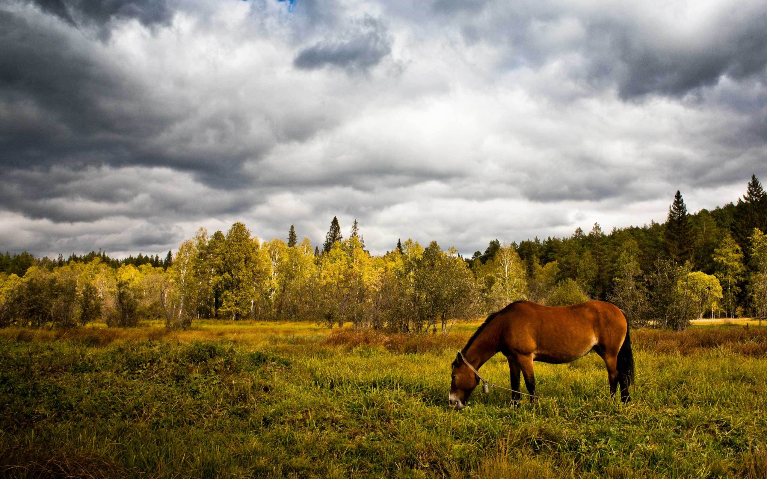 Download mobile wallpaper Animal, Horse for free.