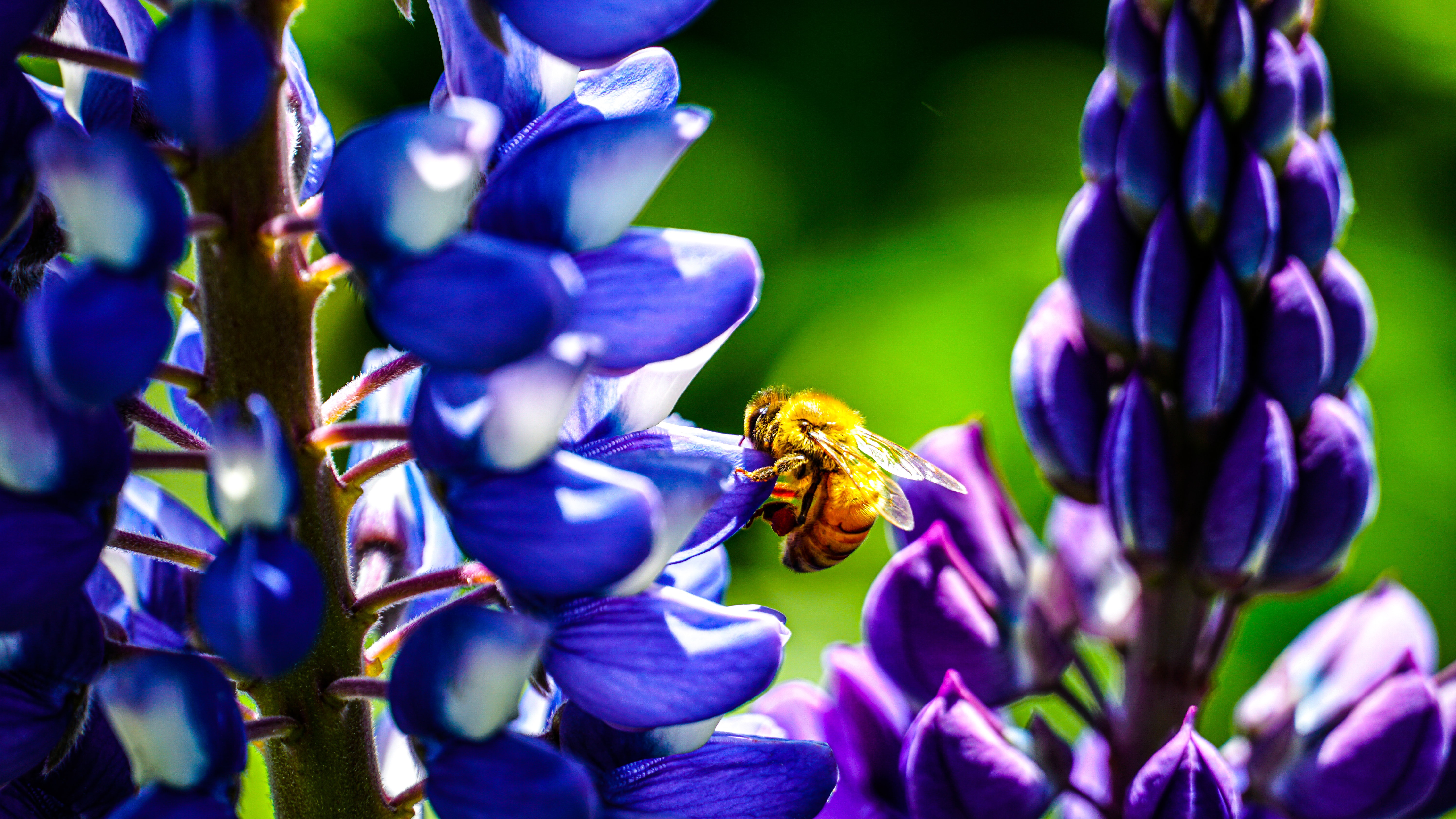 Handy-Wallpaper Tiere, Insekten, Blume, Biene, Lupinen kostenlos herunterladen.