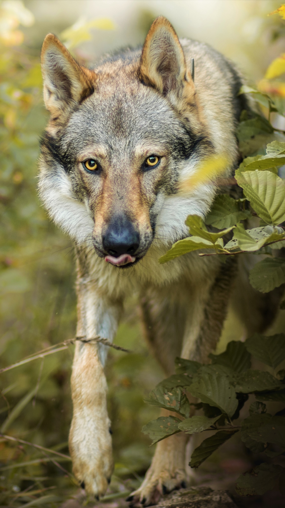 1152348 Hintergrundbild herunterladen tiere, grauer wolf, wolf, wolves - Bildschirmschoner und Bilder kostenlos