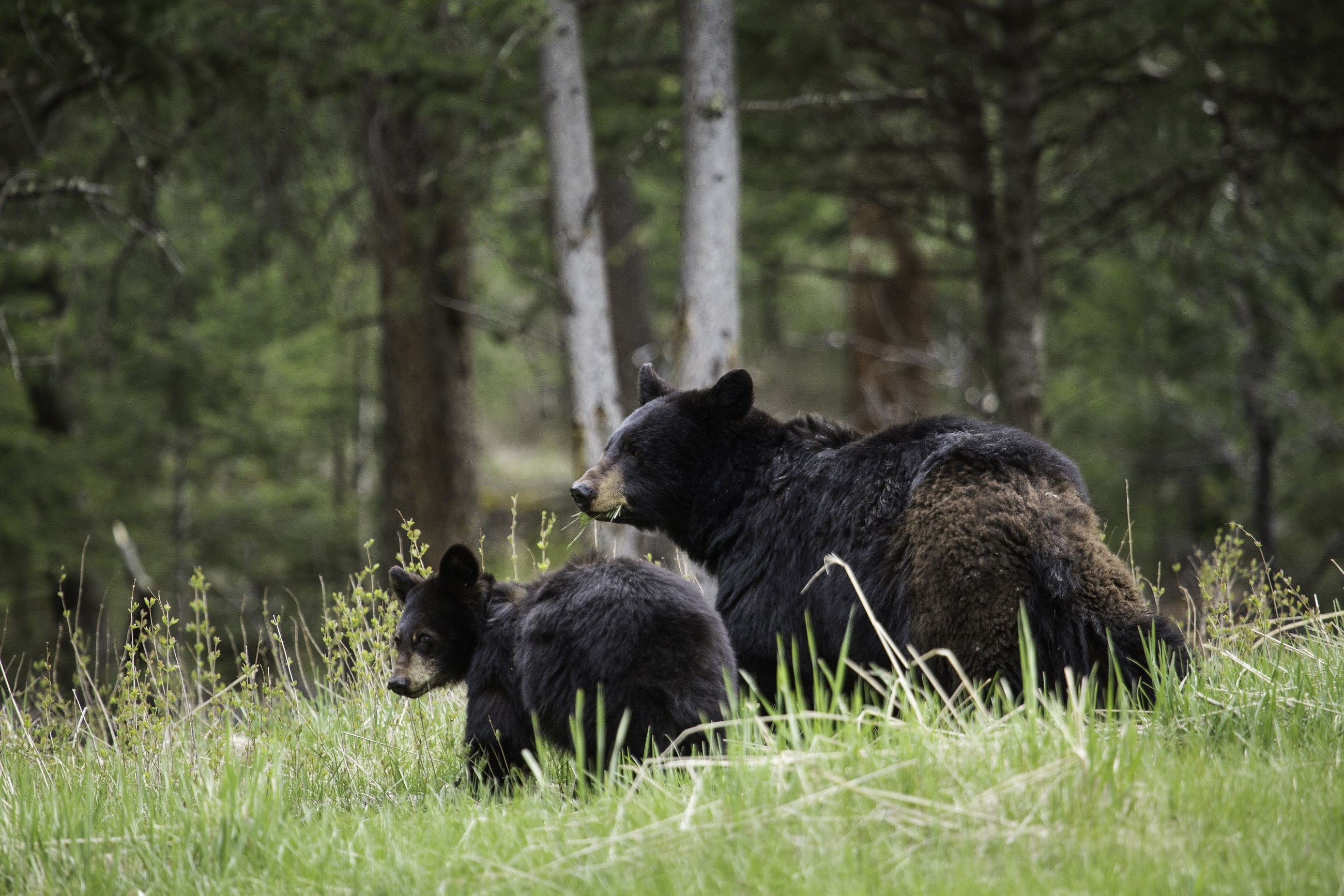 Horizontal Wallpaper animals, bears, young, couple, pair, stroll, family, joey