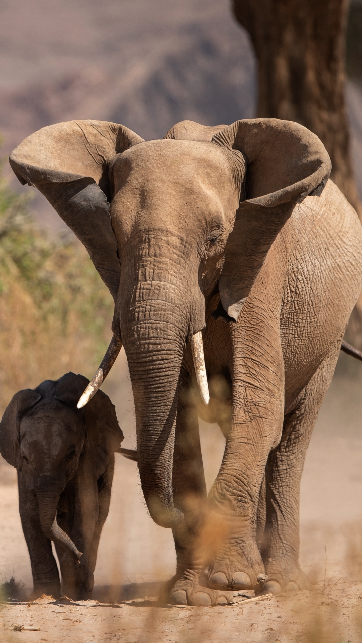 Download mobile wallpaper Elephants, Animal, African Bush Elephant for free.