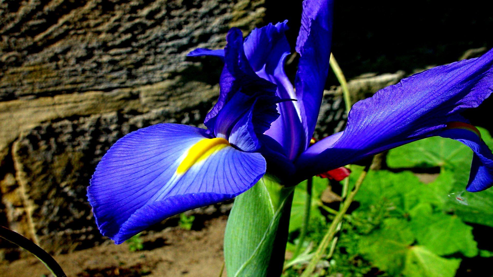 Free download wallpaper Flowers, Iris, Earth on your PC desktop