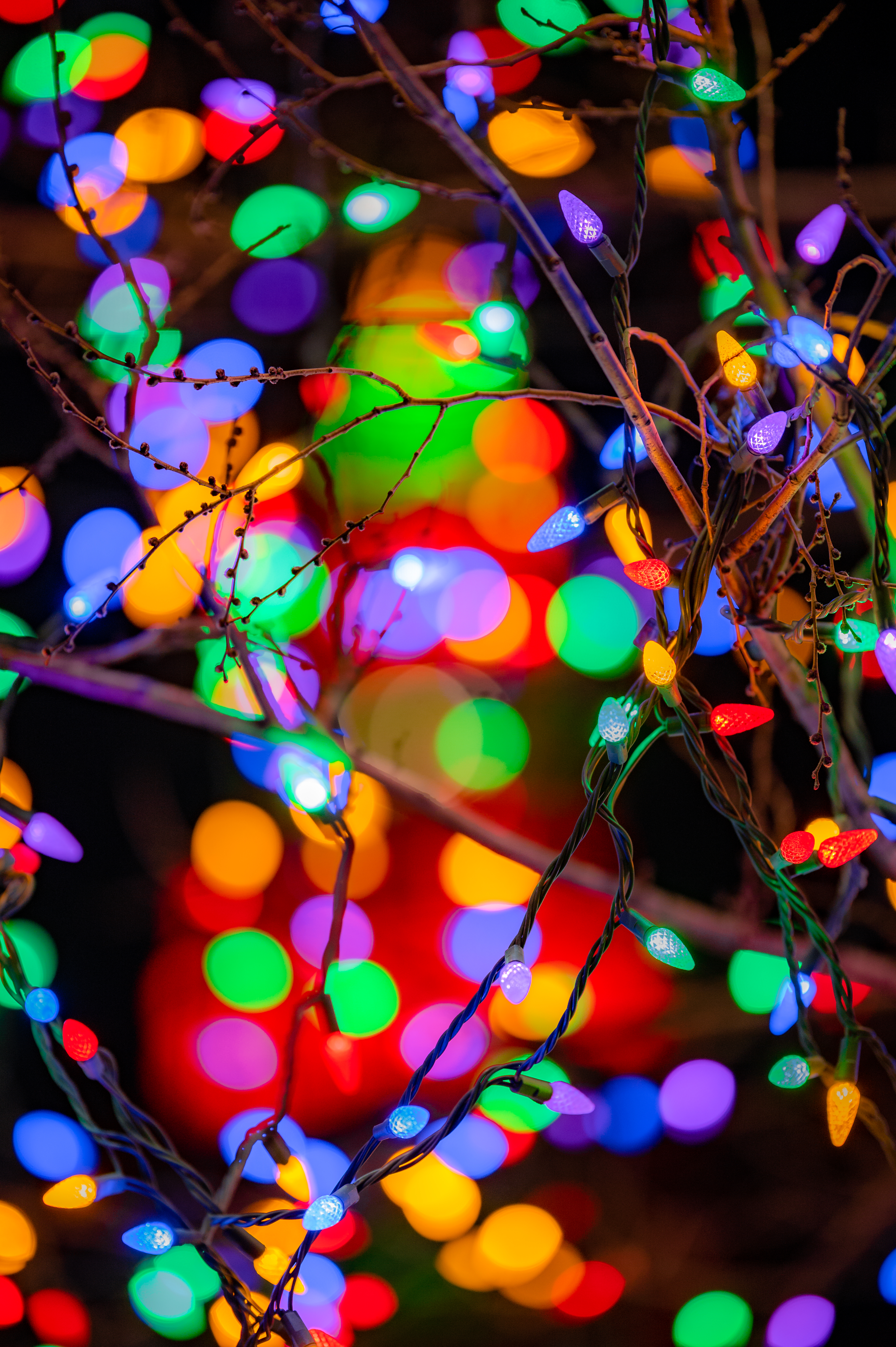holidays, lights, multicolored, motley, branches, garland, garlands, festive