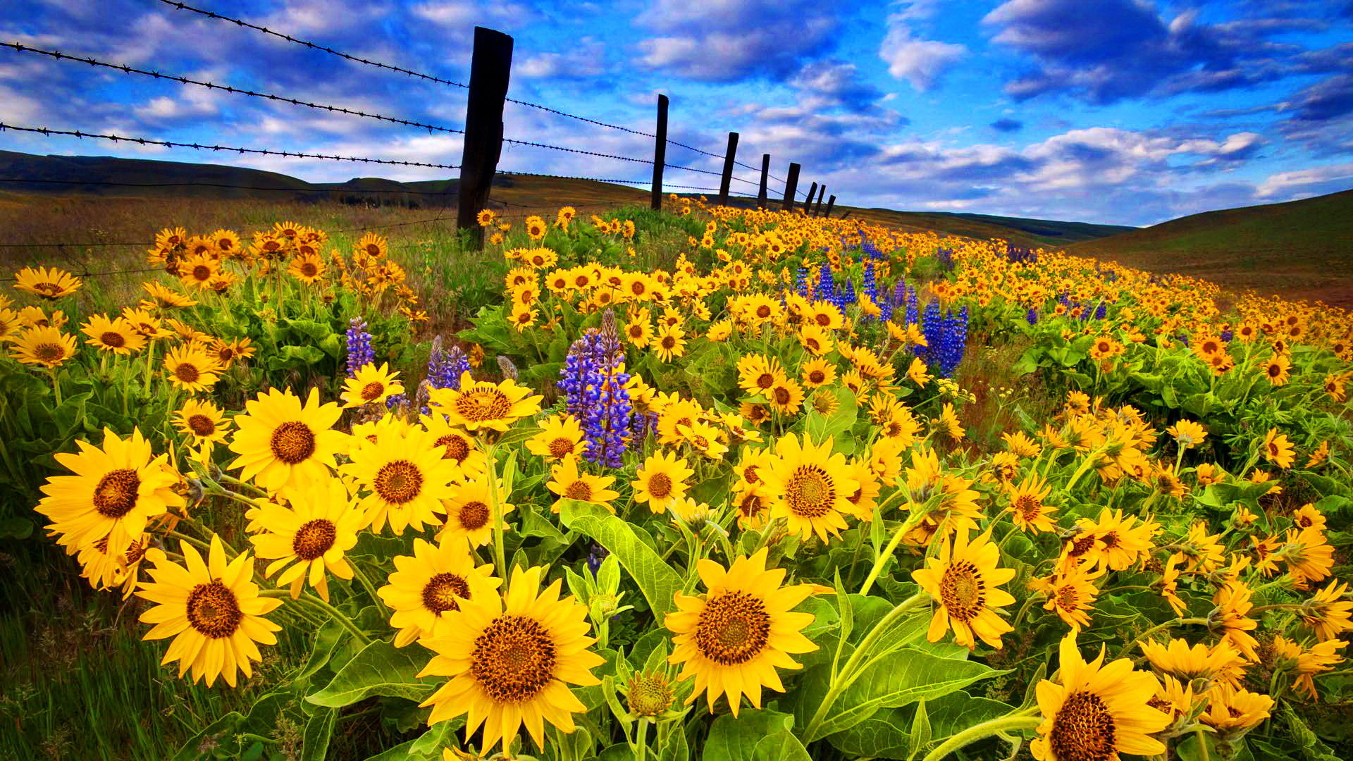 Laden Sie das Blumen, Blume, Feld, Nahansicht, Zaun, Sonnenblume, Gelbe Blume, Erde/natur-Bild kostenlos auf Ihren PC-Desktop herunter