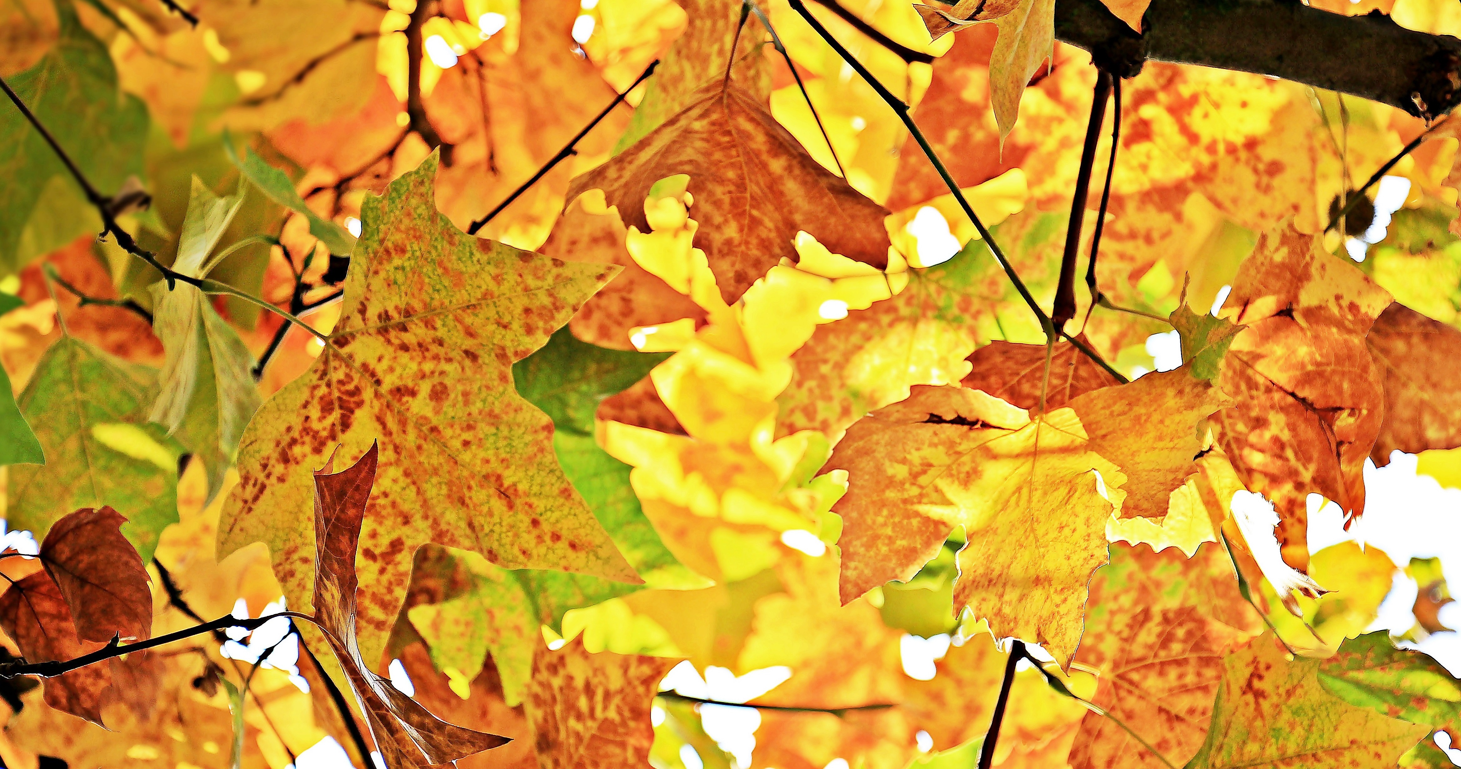 120943 скачать картинку листва, осень, природа, дерево, ветки, клен - обои и заставки бесплатно