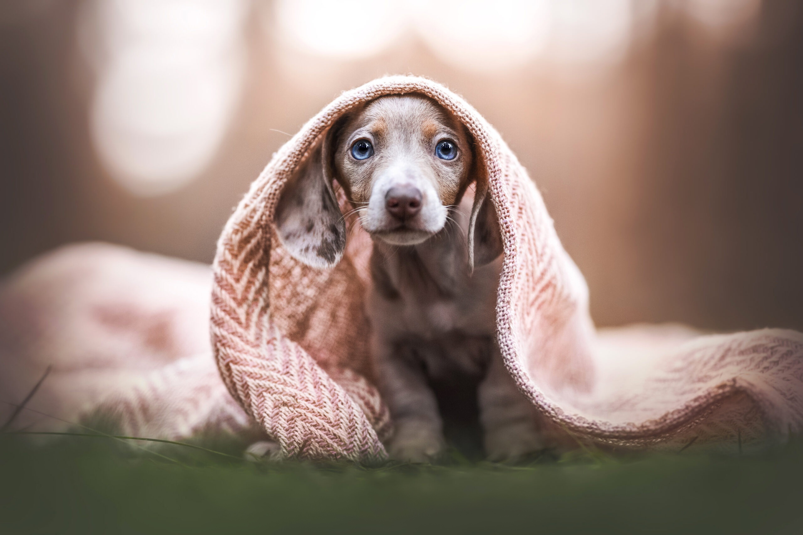 Free download wallpaper Dogs, Animal, Puppy, Baby Animal on your PC desktop