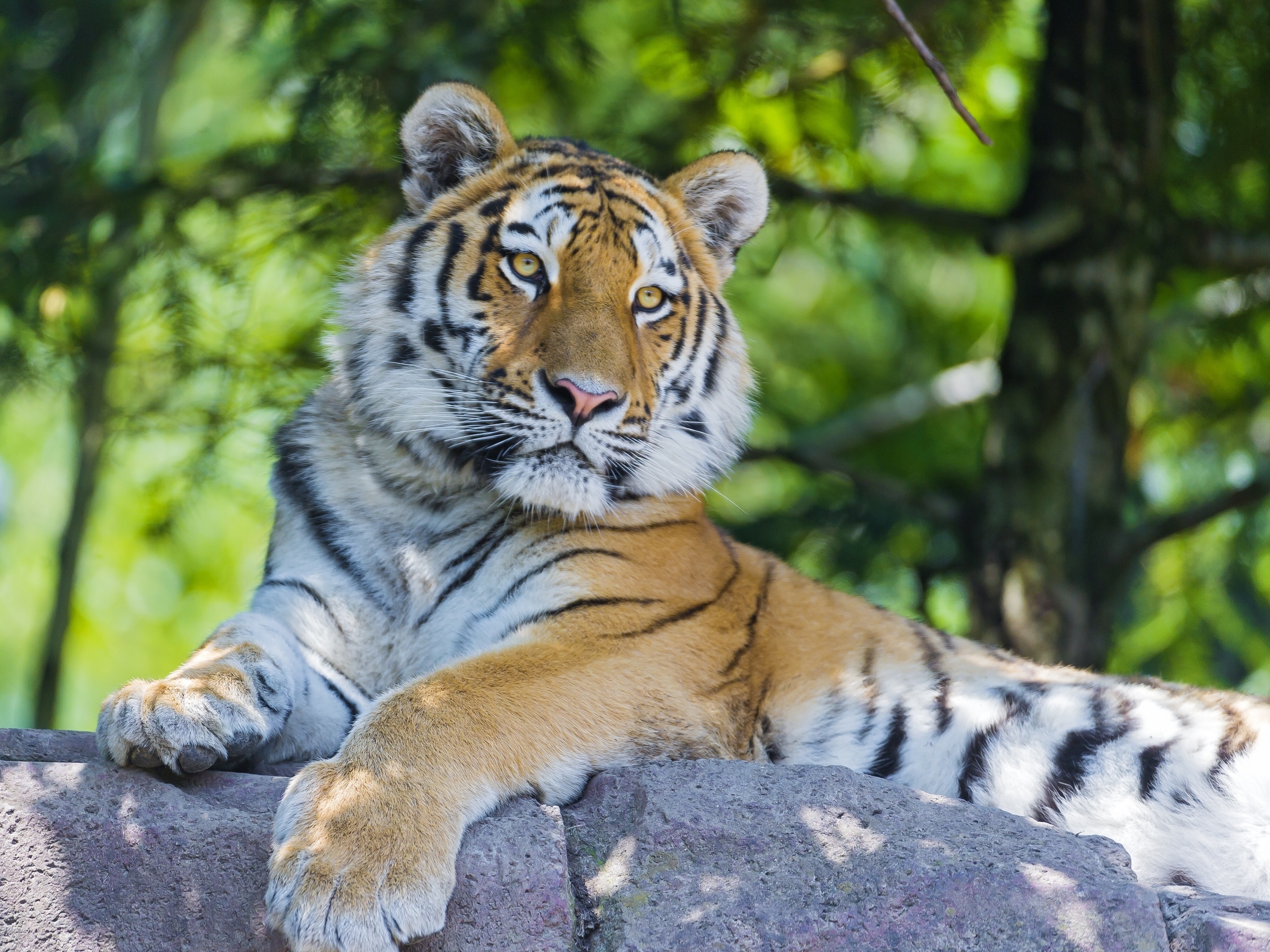 Descarga gratuita de fondo de pantalla para móvil de Bozal, Gato Grande, Animales, Depredador, Tigre.