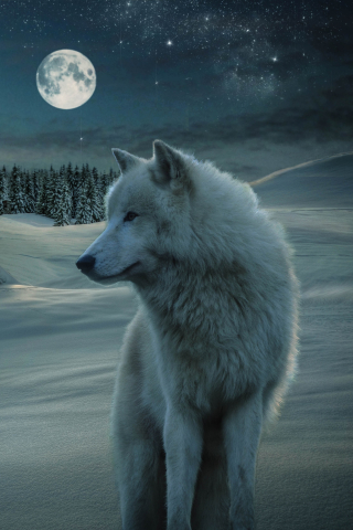 Handy-Wallpaper Tiere, Winter, Mond, Schnee, Wolf, Nacht, Weißer Wolf, Wolves kostenlos herunterladen.