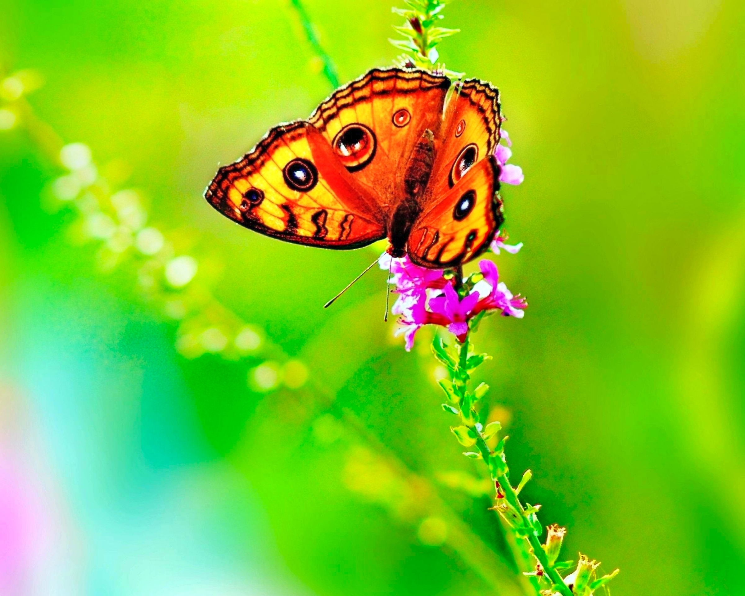 Laden Sie das Tiere, Natur, Schmetterlinge, Bunt, Frühling-Bild kostenlos auf Ihren PC-Desktop herunter
