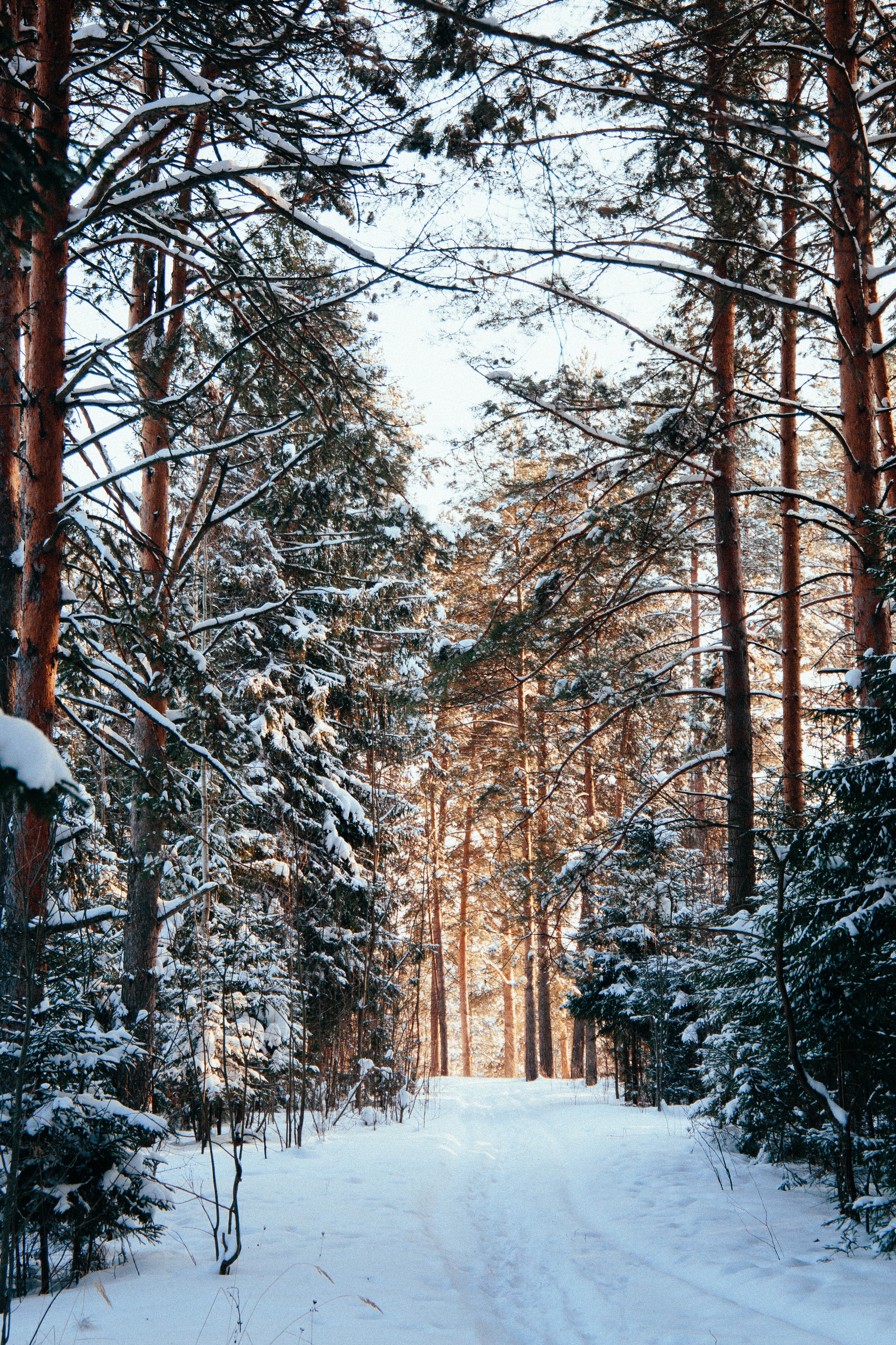 Скачать картинку Деревья, Снег, Тропинка, Лес, Сосны, Зима, Природа в телефон бесплатно.