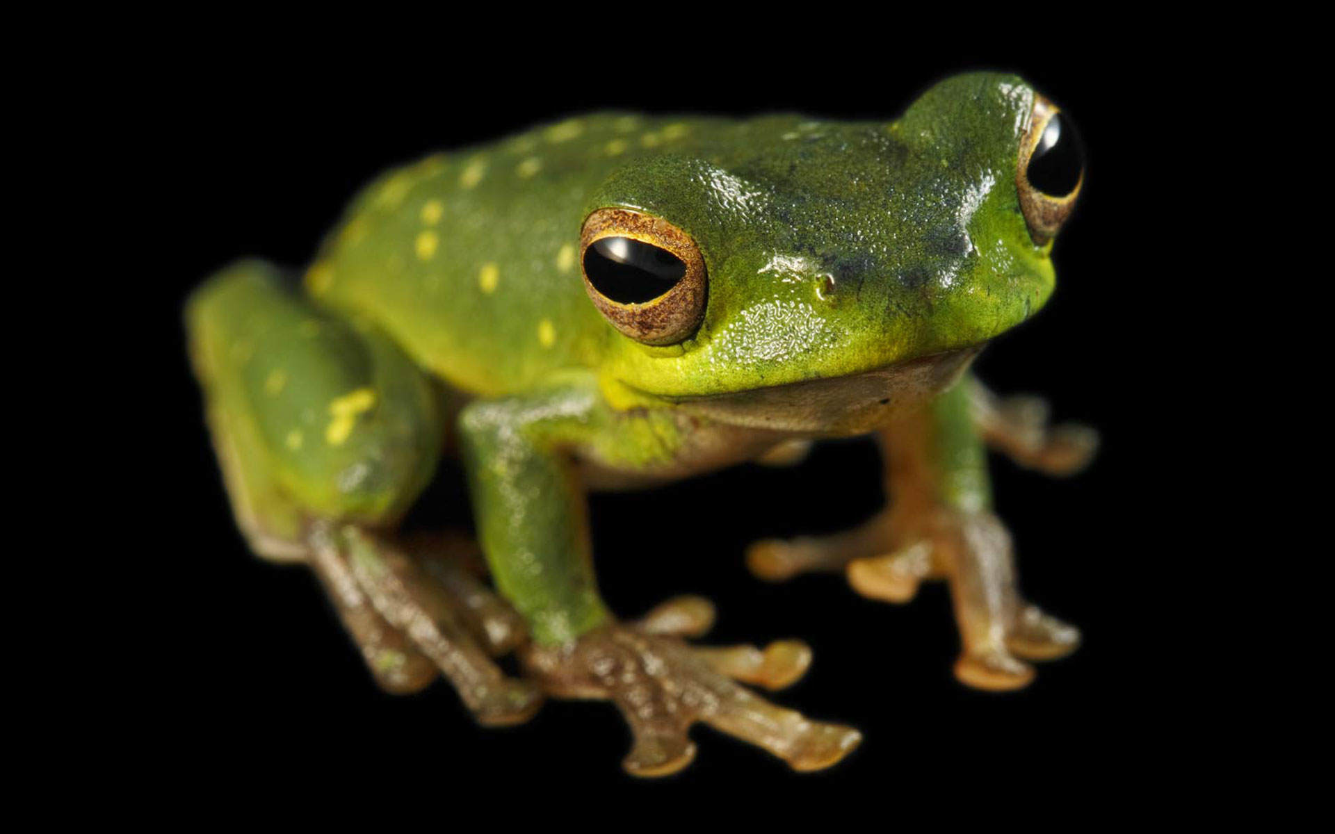 animal, tree frog, frog, frogs