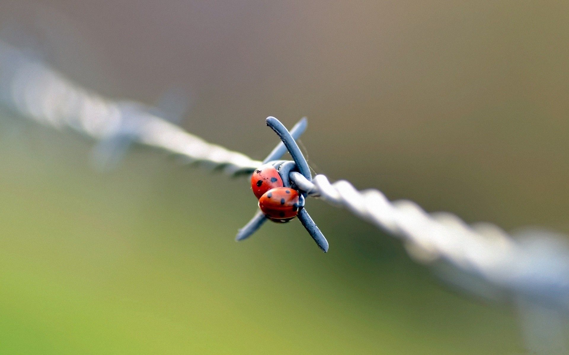 metal, macro, couple, pair, ladybug, ladybird, wire
