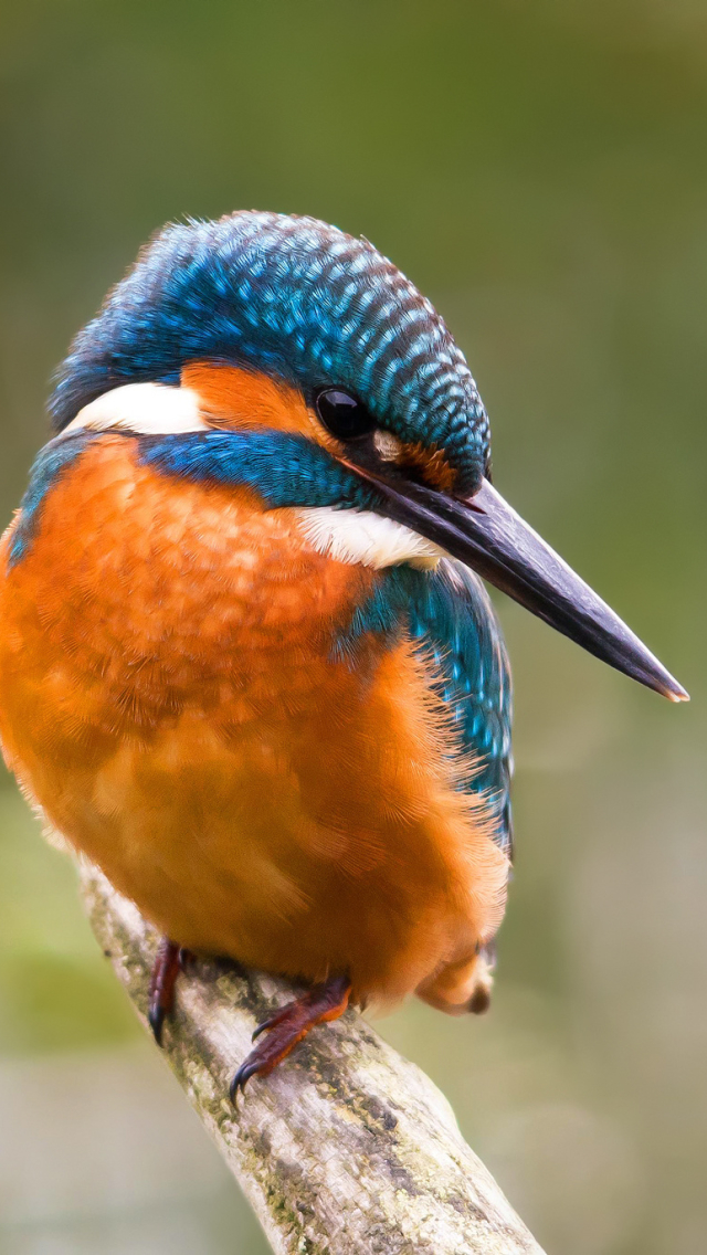 Baixar papel de parede para celular de Animais, Aves, Pássaro, Guarda Rios gratuito.