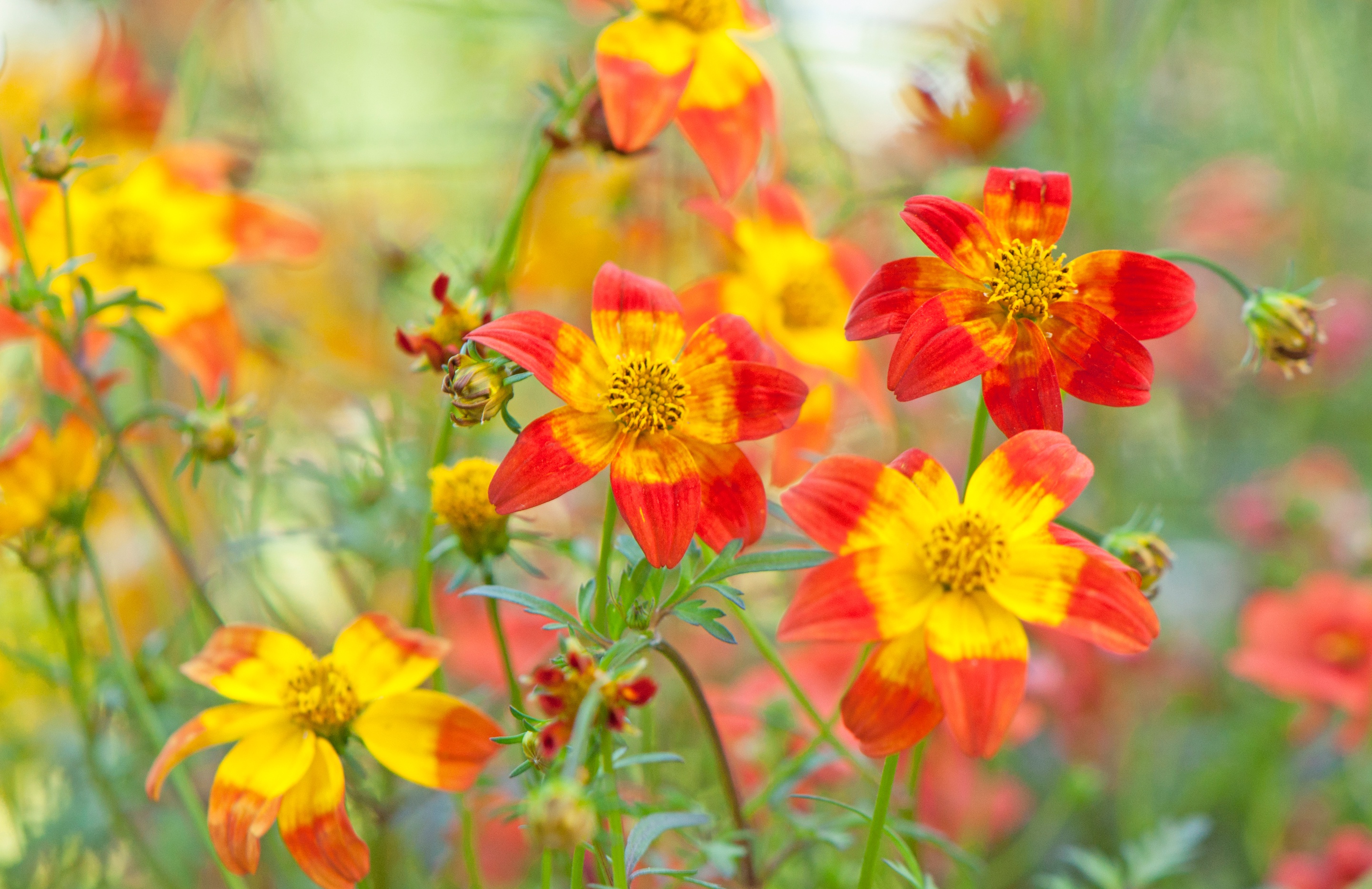 Free download wallpaper Nature, Flowers, Flower, Blur, Earth, Orange Flower on your PC desktop