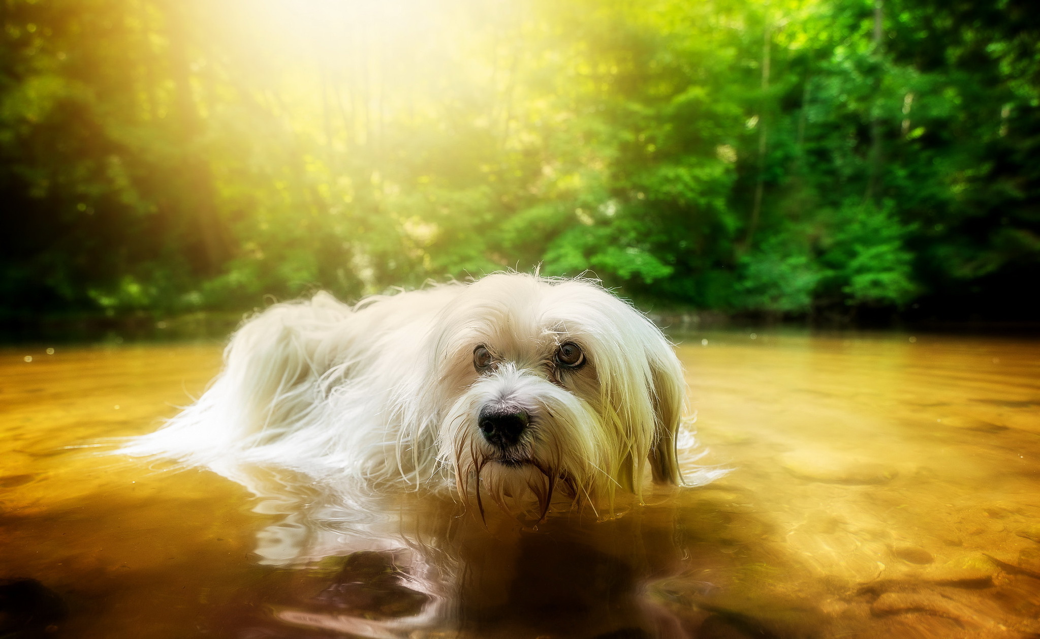 Handy-Wallpaper Tiere, Hunde, Wasser, Hund, Sonnenstrahl kostenlos herunterladen.