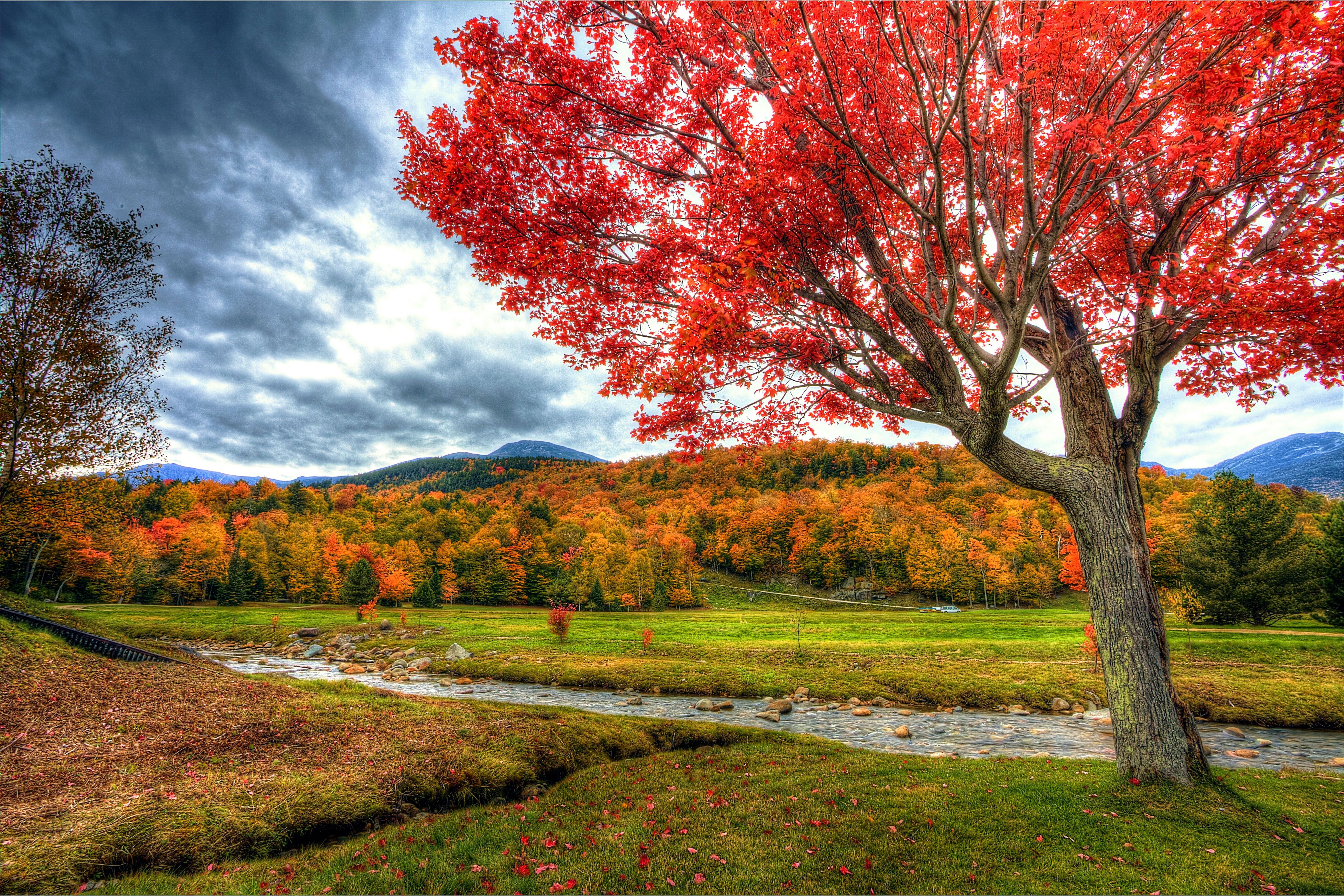 Скачать картинку Осень, Лес, Дерево, Hdr, Ручей, Фотографии в телефон бесплатно.