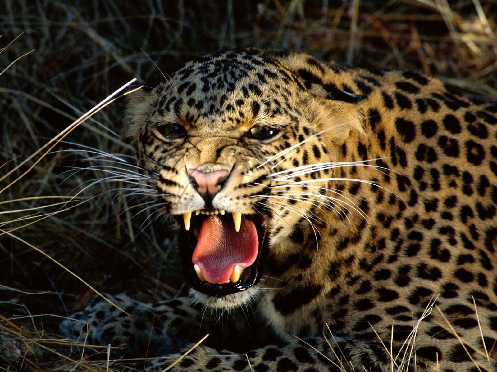 animals, leopards Free Stock Photo