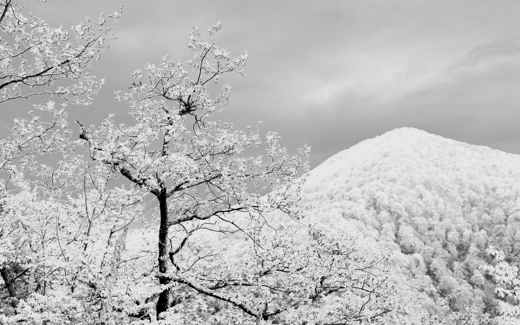 Скачать обои бесплатно Зима, Снег, Гора, Дерево, Ландшафт, Земля/природа картинка на рабочий стол ПК