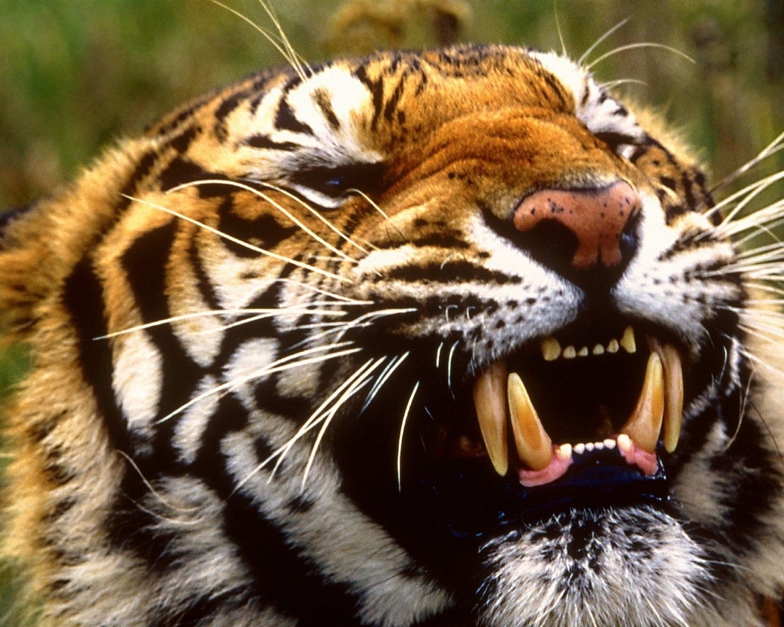 Free download wallpaper Cats, Animal, Tiger on your PC desktop