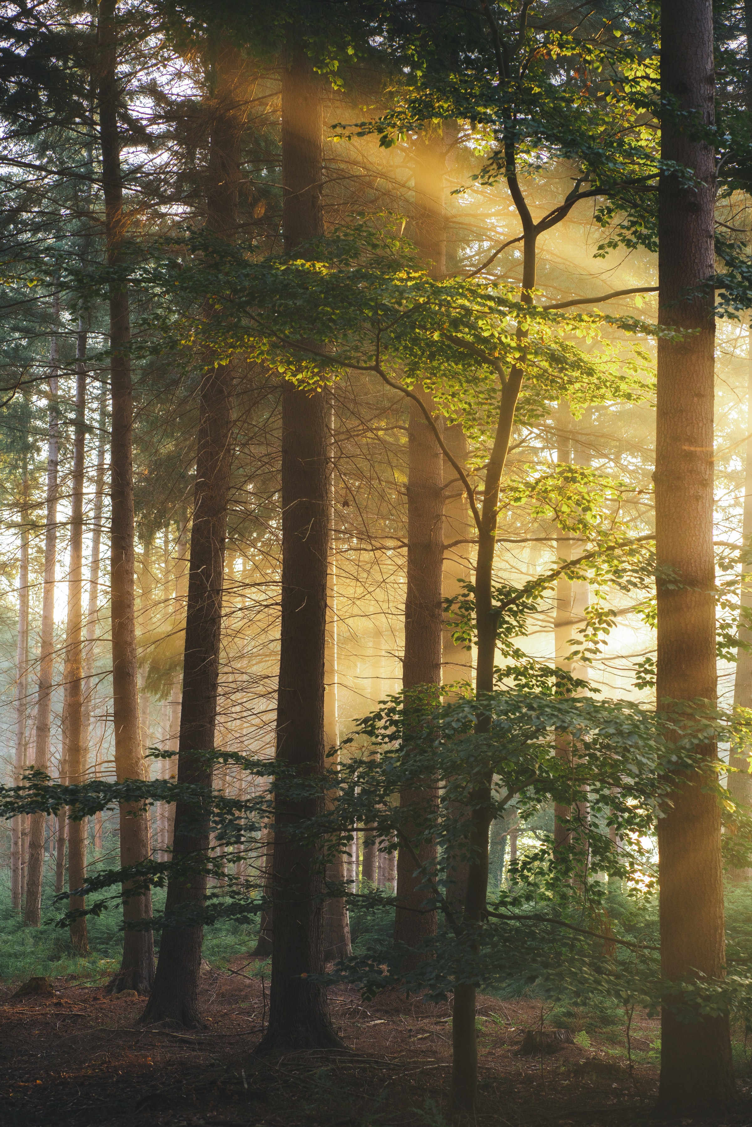 1920x1080 Background nature, trees, beams, rays, forest, branches