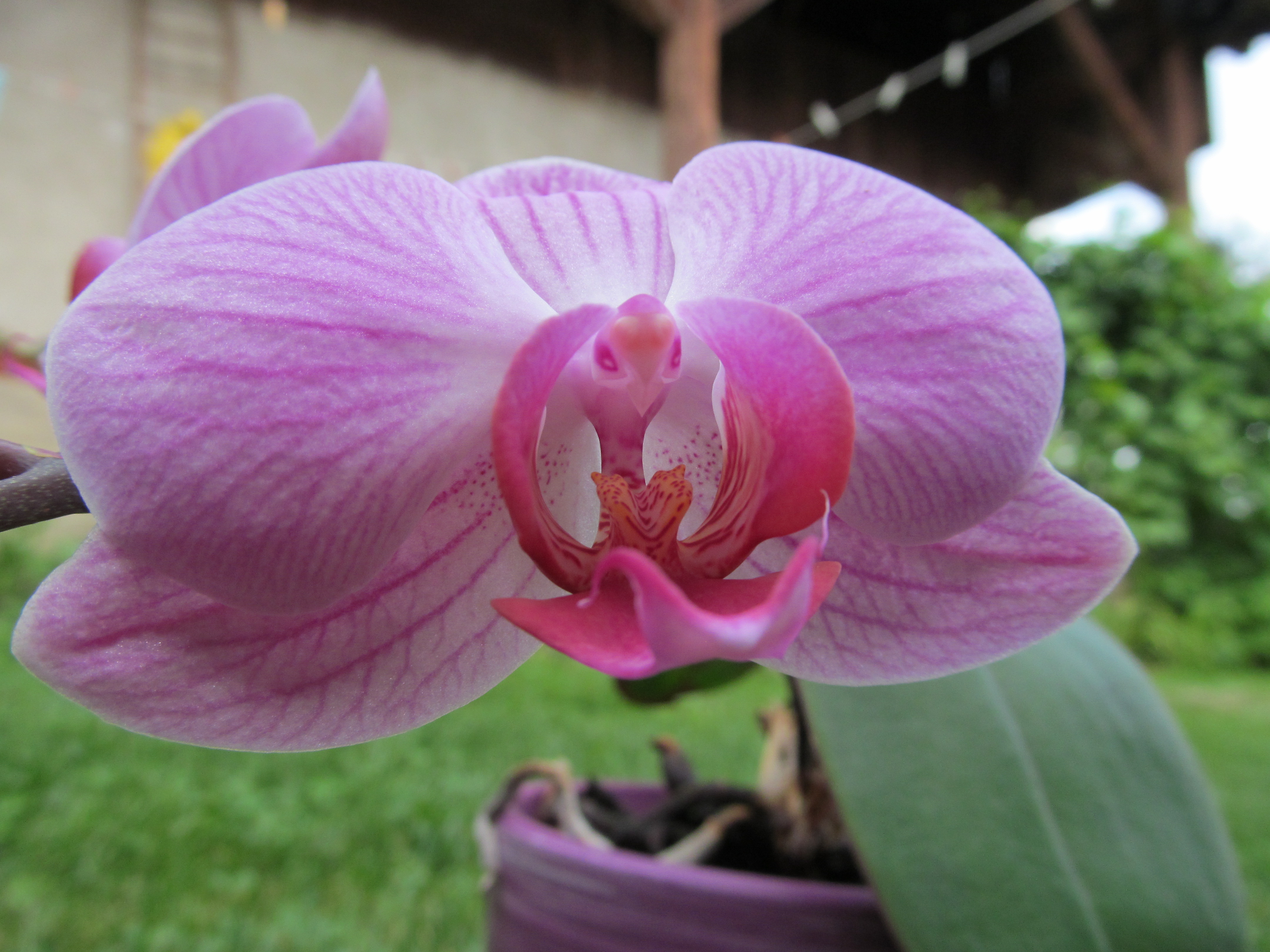 Download mobile wallpaper Earth, Orchid for free.