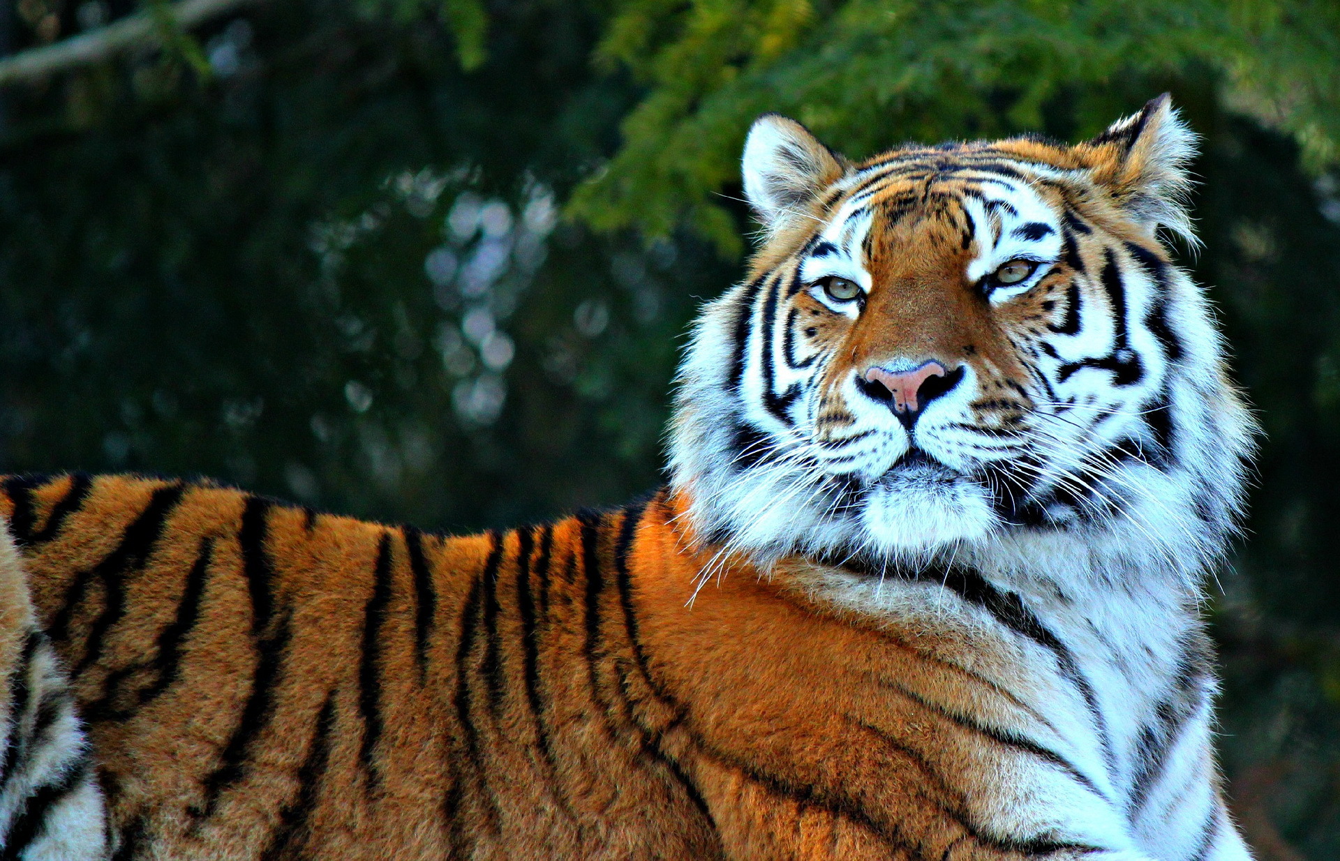 Téléchargez des papiers peints mobile Chats, Animaux, Tigre gratuitement.