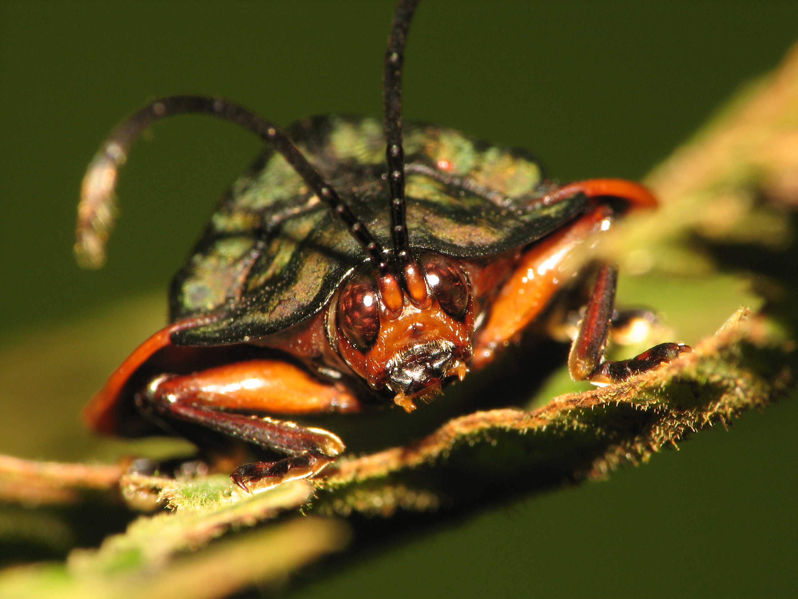 Téléchargez des papiers peints mobile Animaux, Insecte gratuitement.