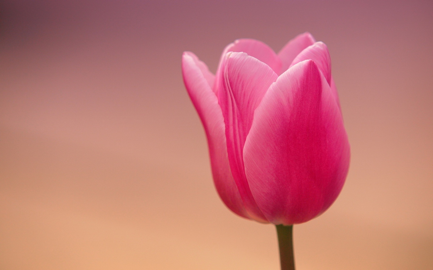 Laden Sie das Blumen, Blume, Tulpe, Erde/natur, Pinke Blume-Bild kostenlos auf Ihren PC-Desktop herunter
