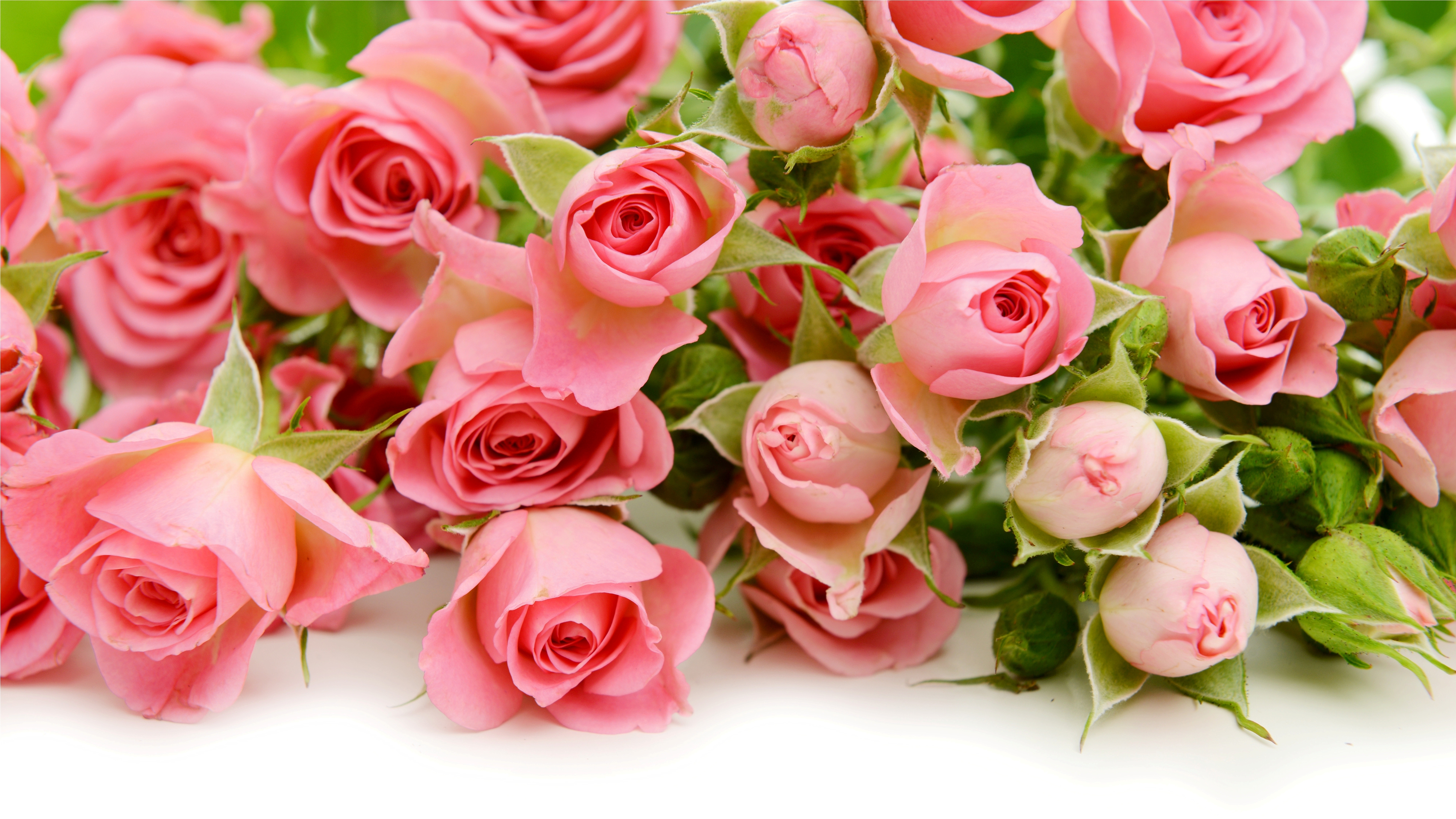 Téléchargez gratuitement l'image Fleurs, Rose, Fleur, Terre/nature, Fleur Rose sur le bureau de votre PC