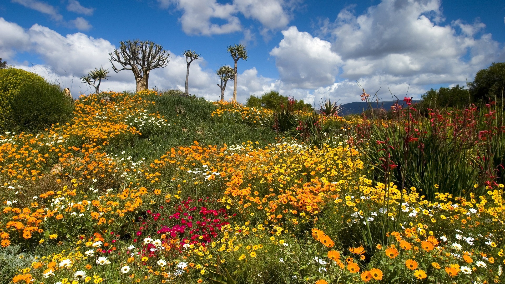 Descarga gratis la imagen Flores, Flor, Primavera, Tierra/naturaleza en el escritorio de tu PC