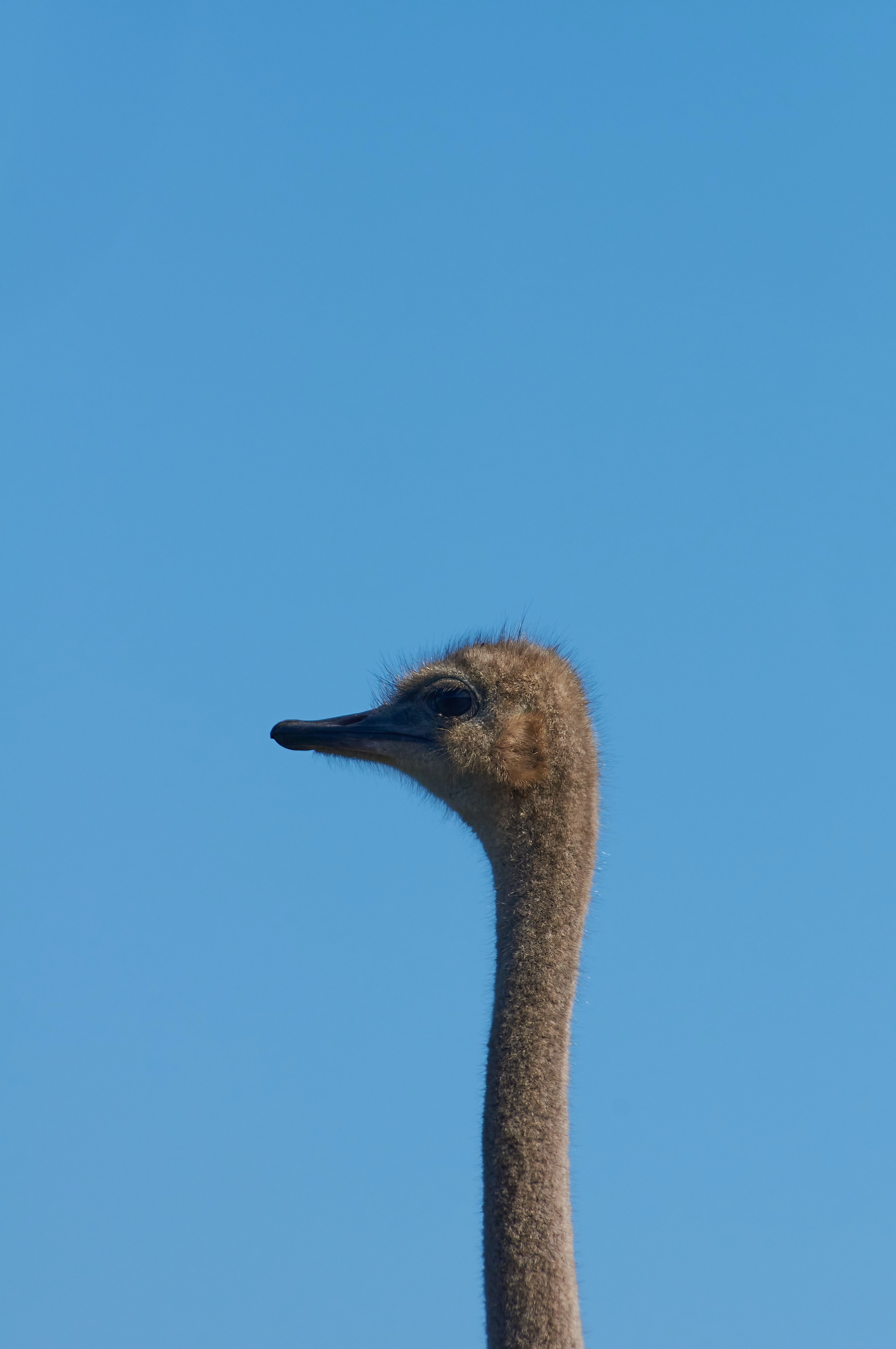 animals, ostrich, sky, bird, neck