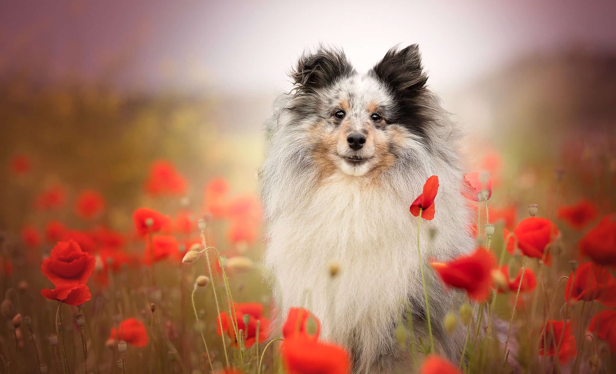 Laden Sie das Tiere, Hunde, Shetland Schäferhund-Bild kostenlos auf Ihren PC-Desktop herunter