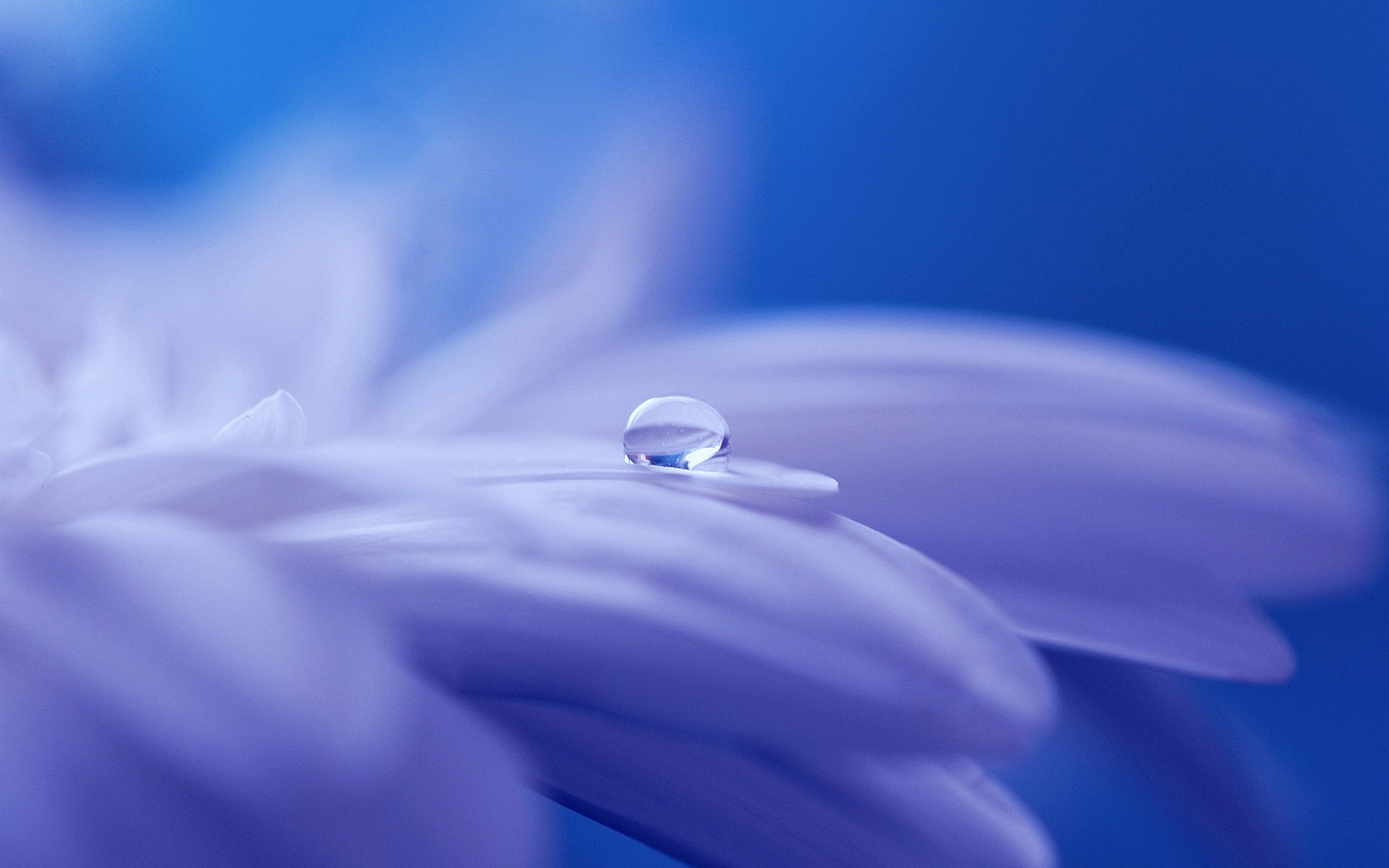 Free download wallpaper Nature, Flower, Close Up, Earth, Purple, Water Drop on your PC desktop