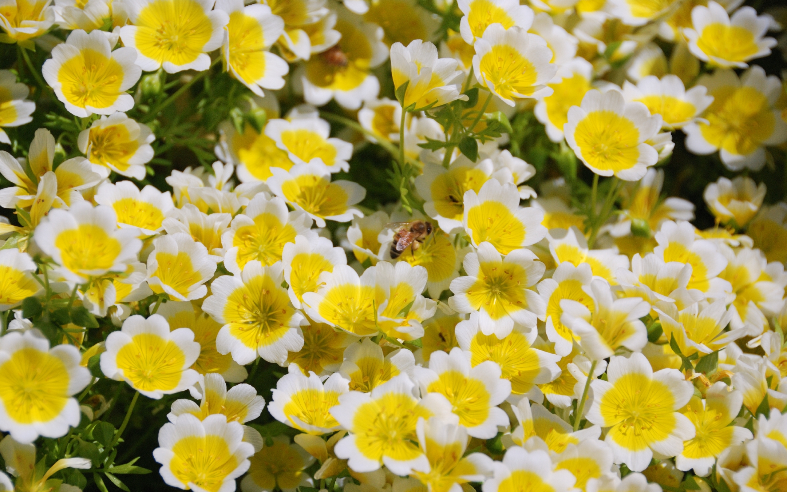 40436 descargar imagen insectos, abejas, amarillo: fondos de pantalla y protectores de pantalla gratis