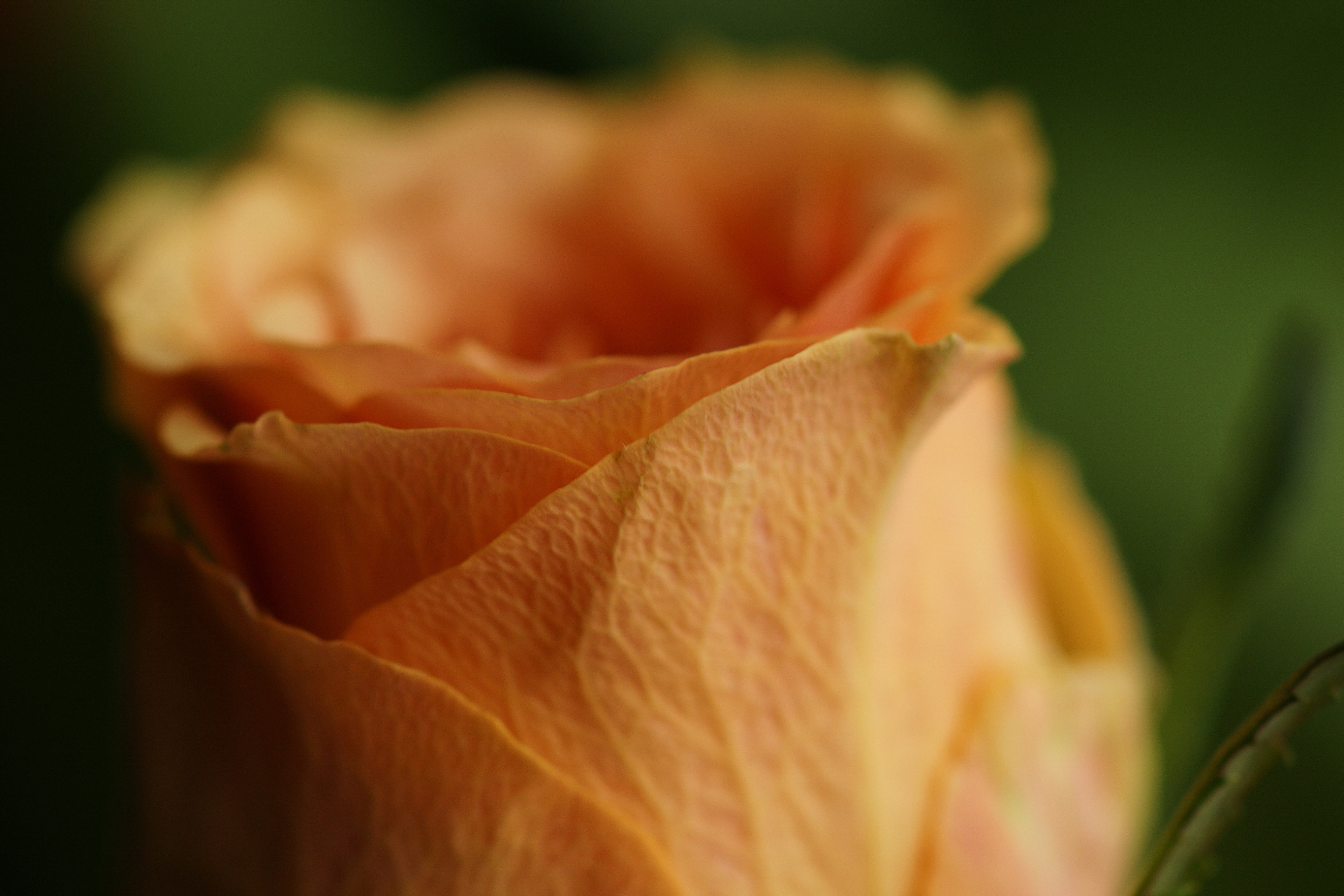 無料モバイル壁紙花, 大きい, マクロ, 花びら, つぼみ, 蕾, バラの花, 薔薇をダウンロードします。