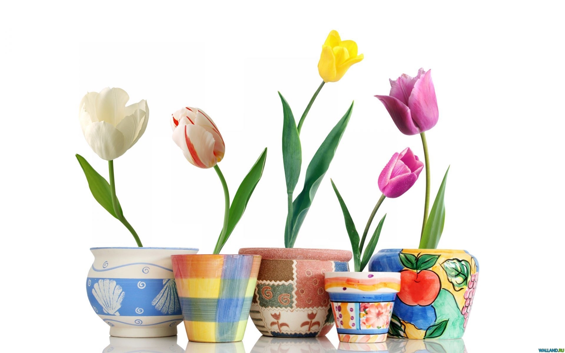 25882 télécharger l'image tulipes, plantes, fleurs, blanc - fonds d'écran et économiseurs d'écran gratuits