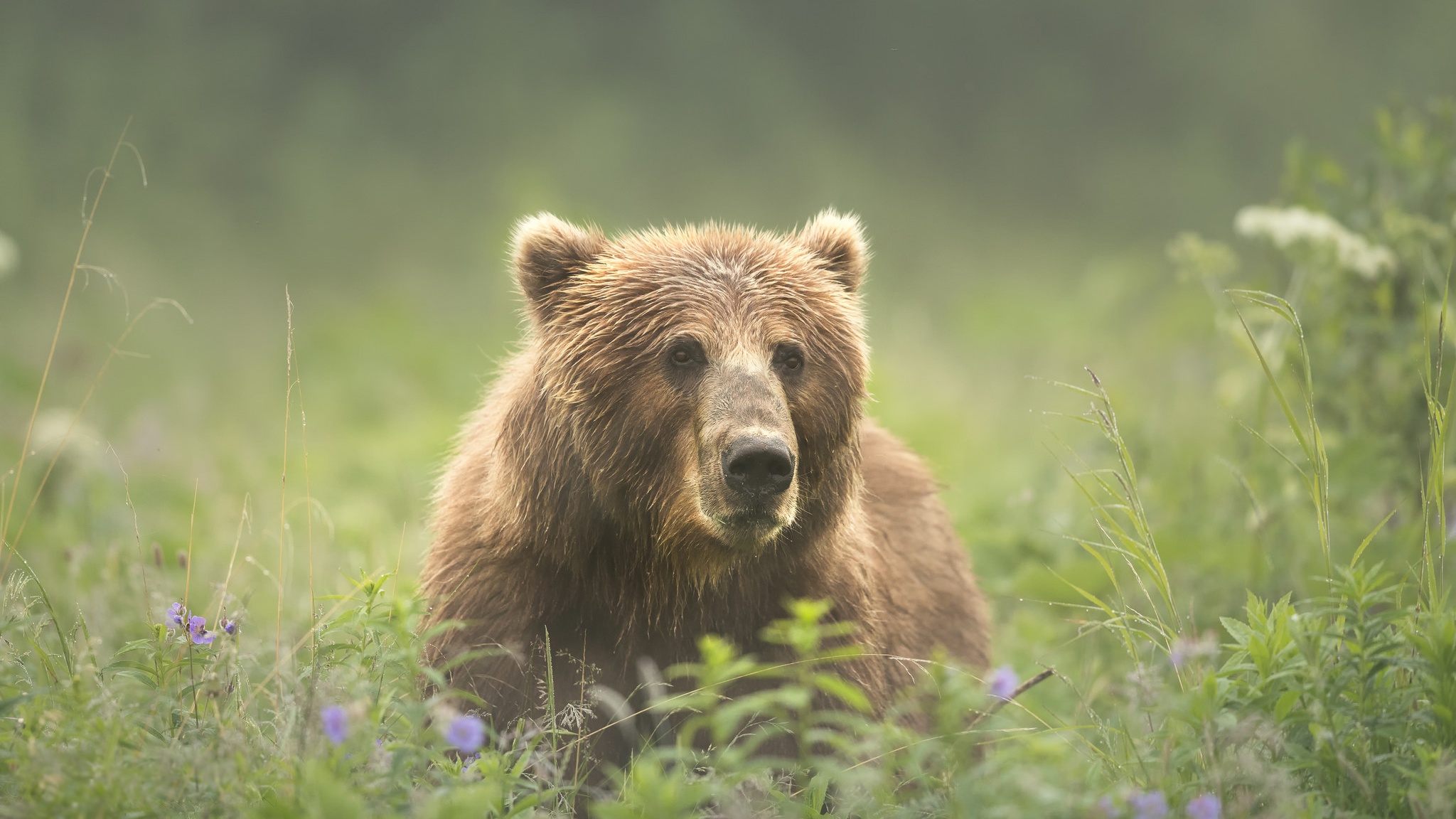 Free Images  Bears
