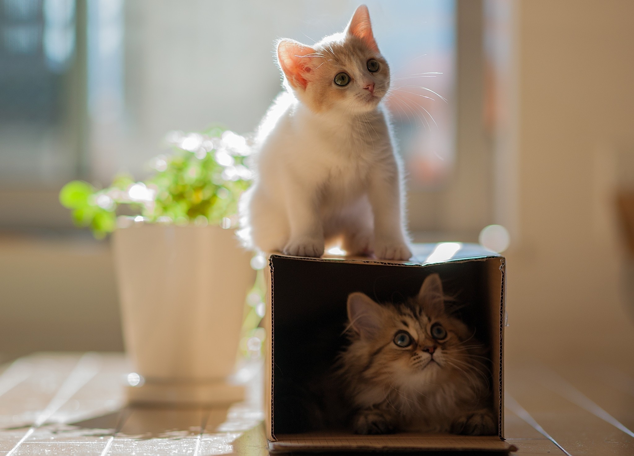 kitty, animals, kitten, portrait, climb, indoor plant, houseplant