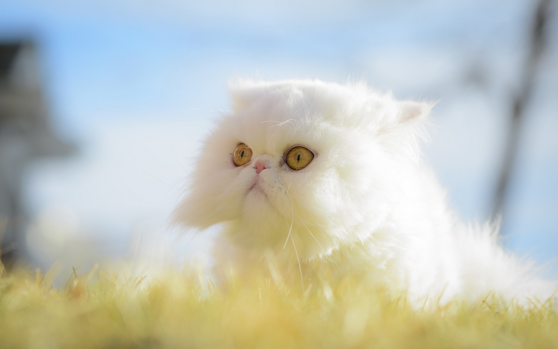 Free download wallpaper Cat, Cats, Animal on your PC desktop