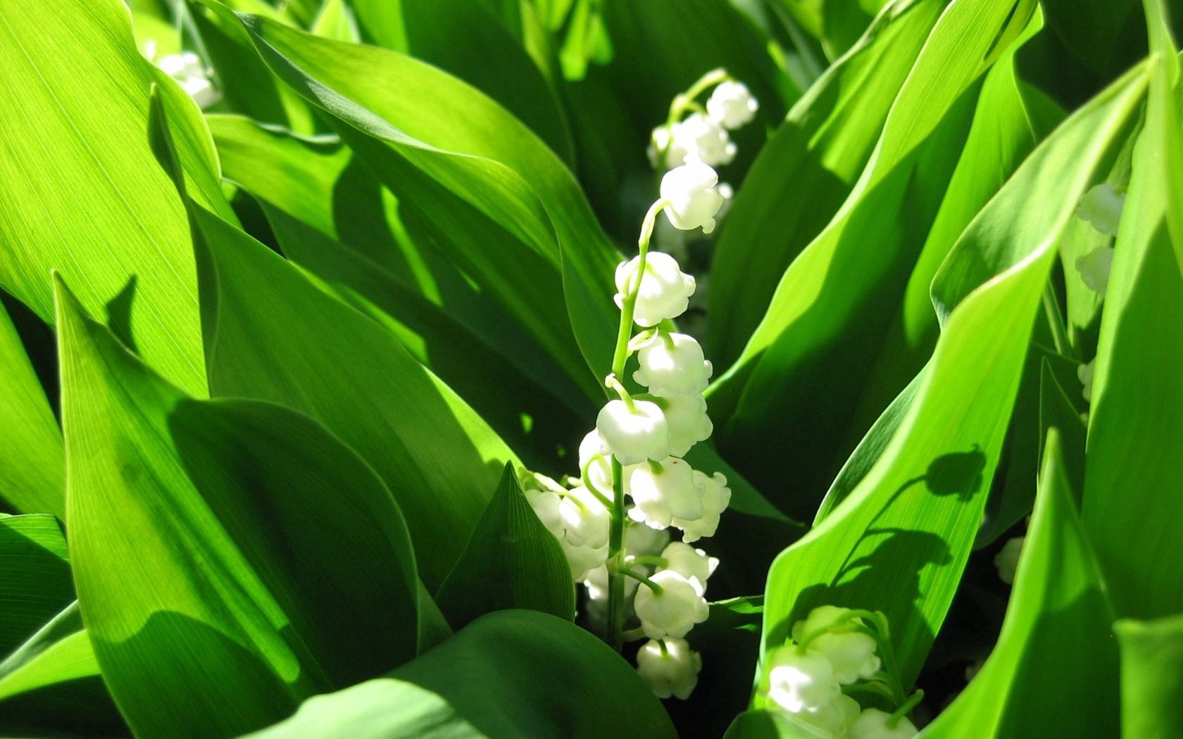 lily of the valley, flowers, leaves, bluebells, shadow, spring
